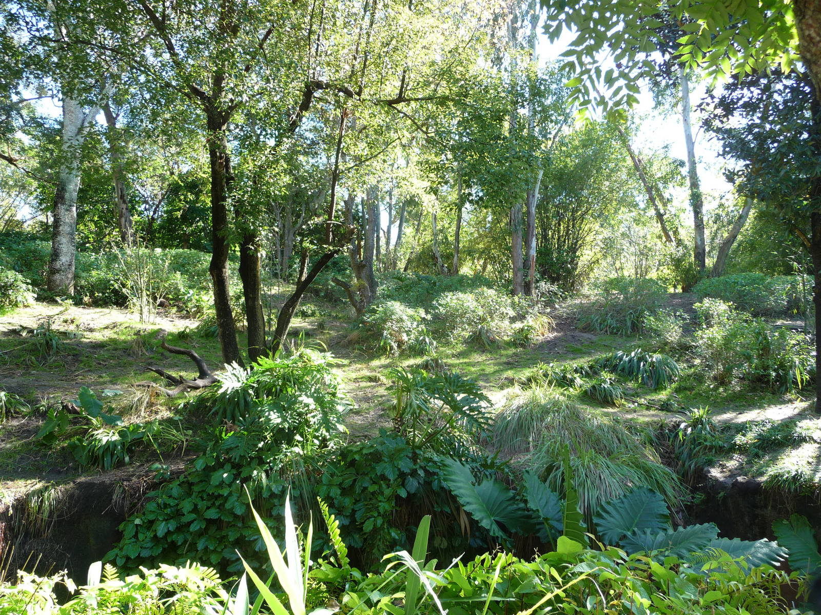 Pangani Forest Trail