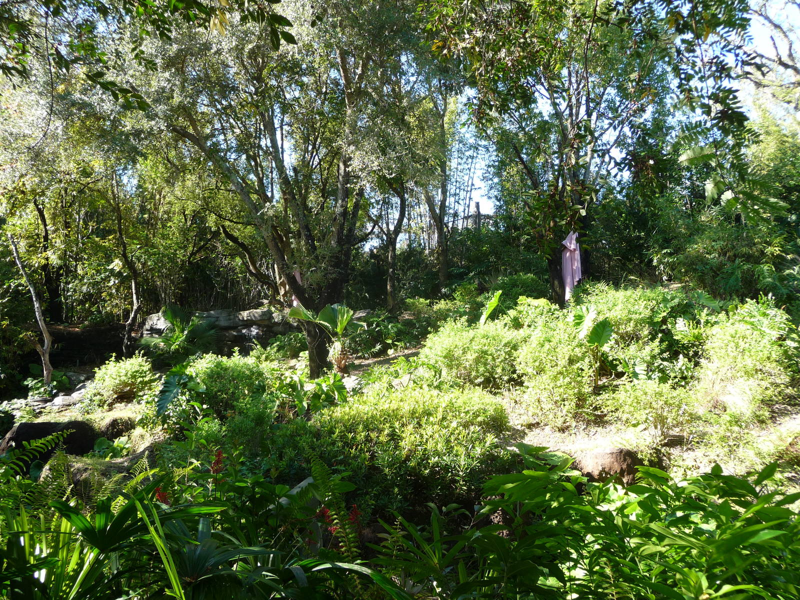 Pangani Forest Trail