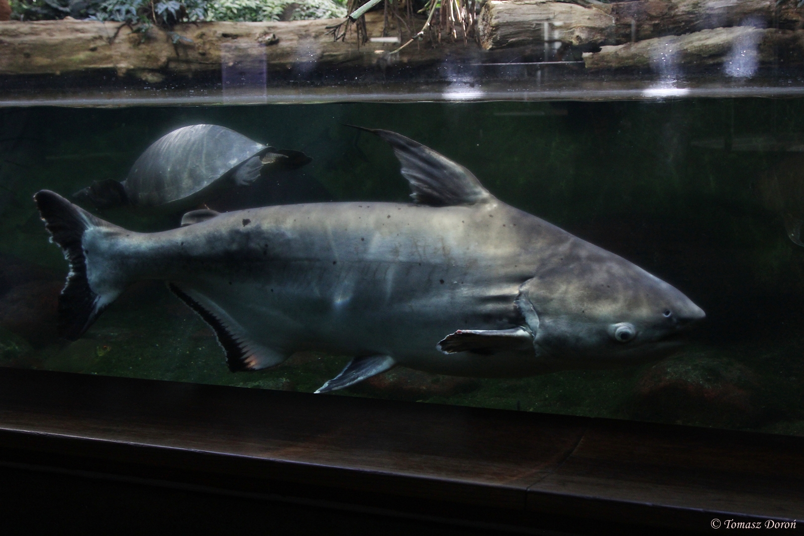 Pangas Catfish (Pangasius pangasius)