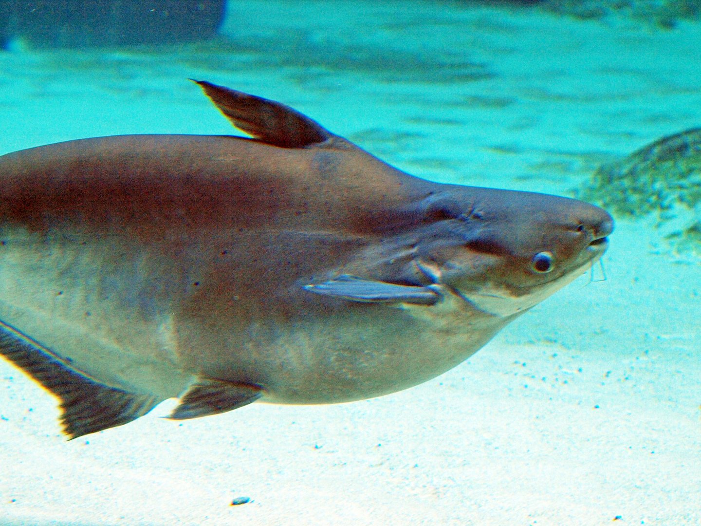 Pangasianodon hypothalmus