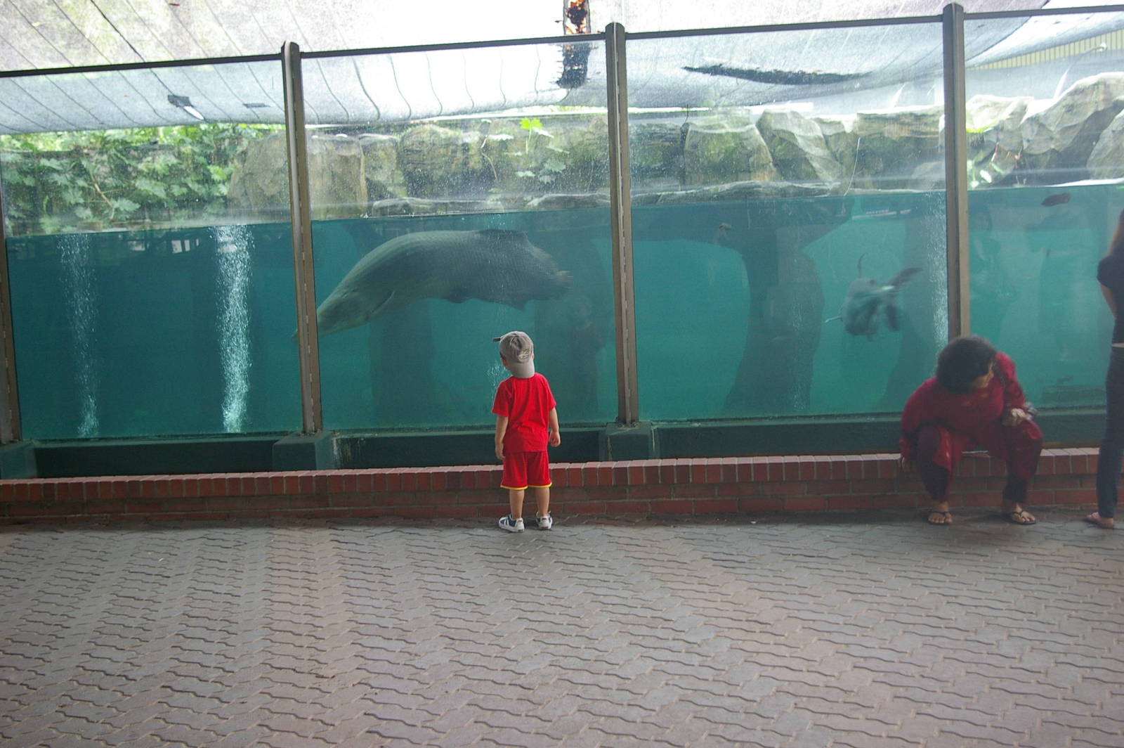 Pangasius and arapaima, Zoo Negara (KL)