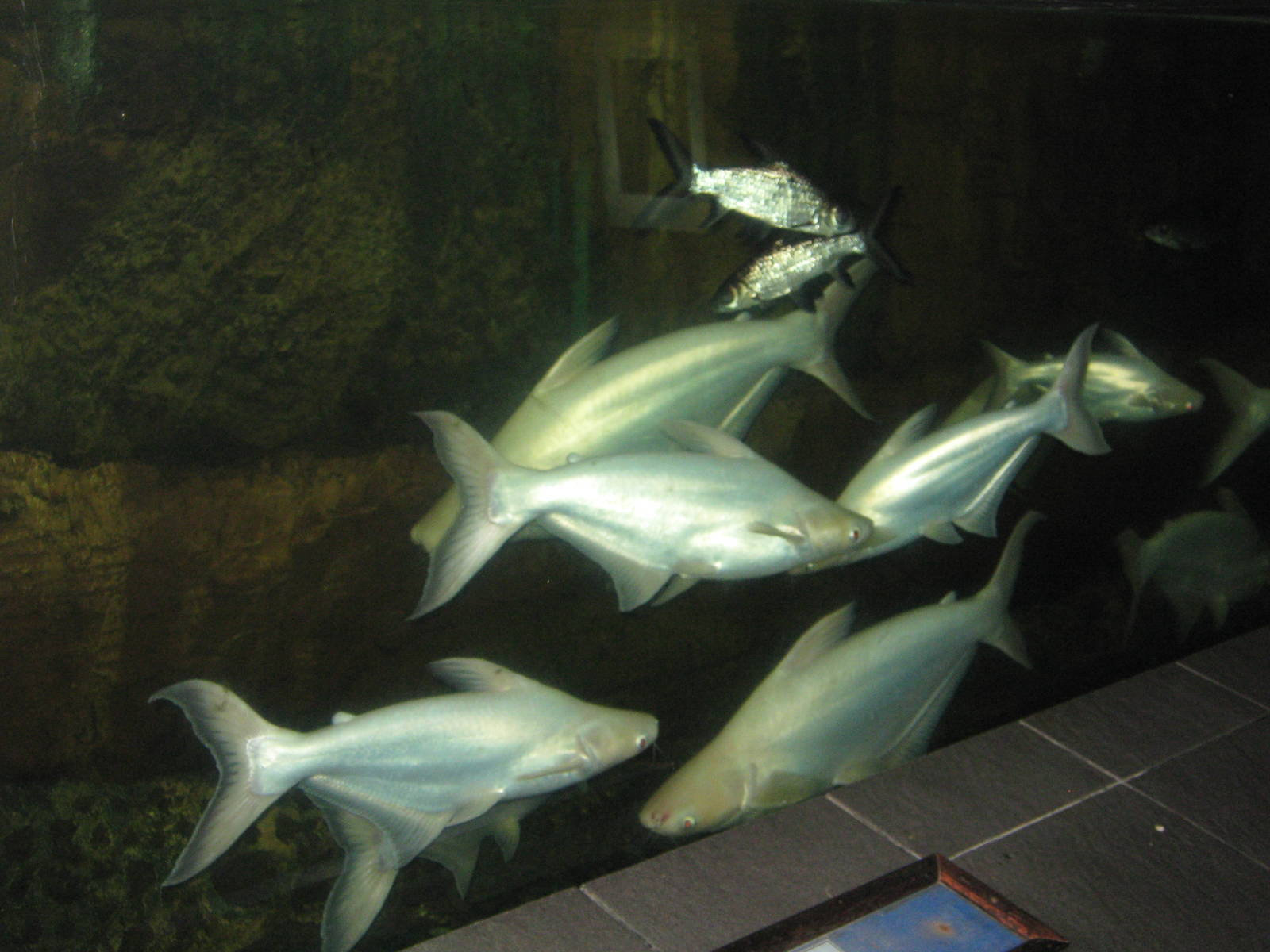 Pangasius and Balantiocheilus at the Aquarium