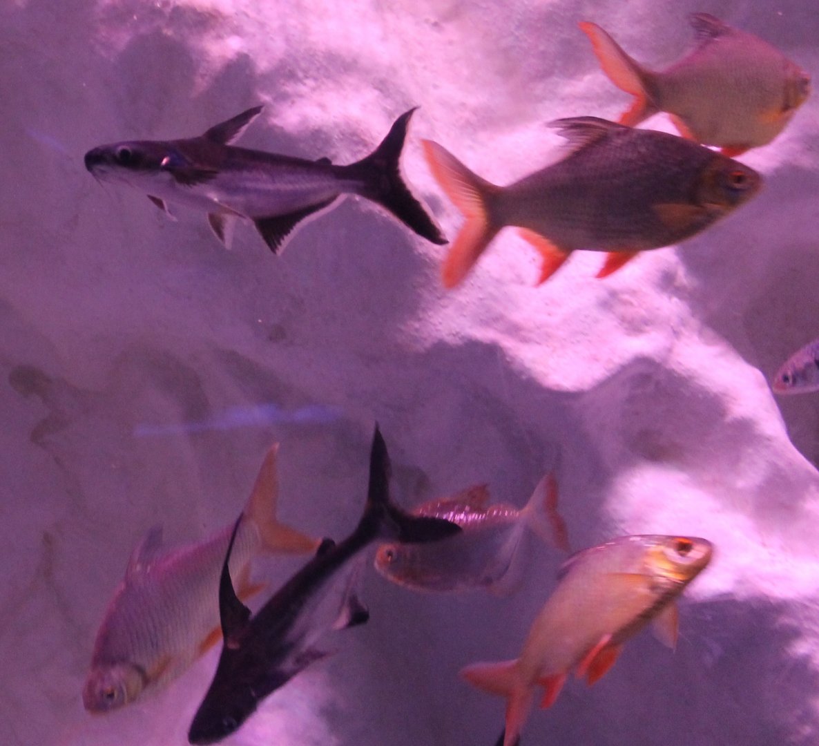 Pangasius and Barbonymus