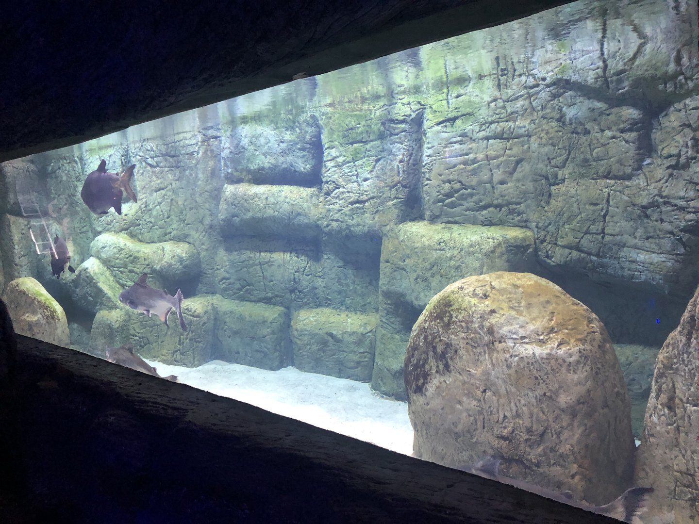 Pangasius and Pacu(?) tank at Aqua Vega