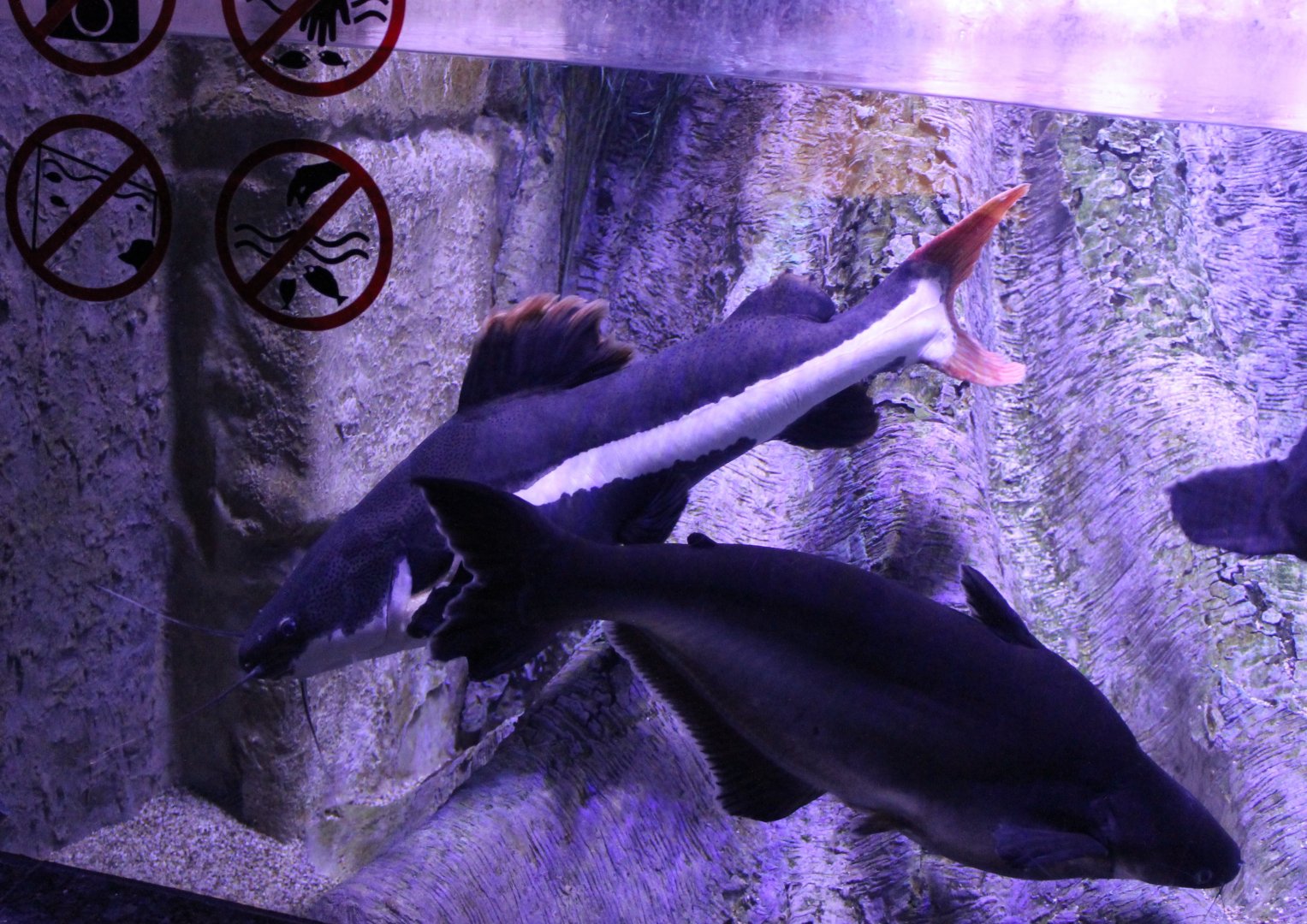 Pangasius and Red-taild giant catfish