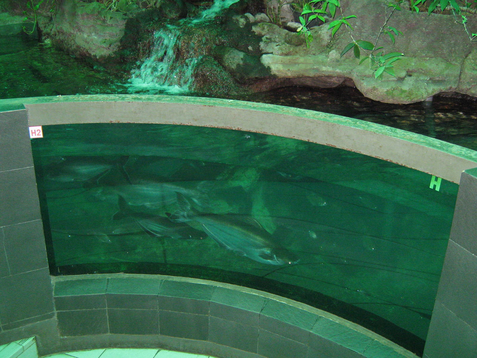 Pangasius cats at the Aquarium