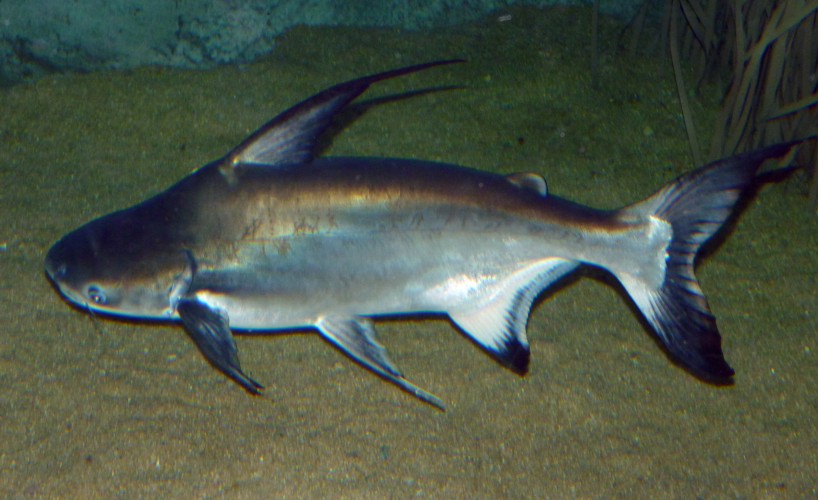 Pangasius saniitwongsei