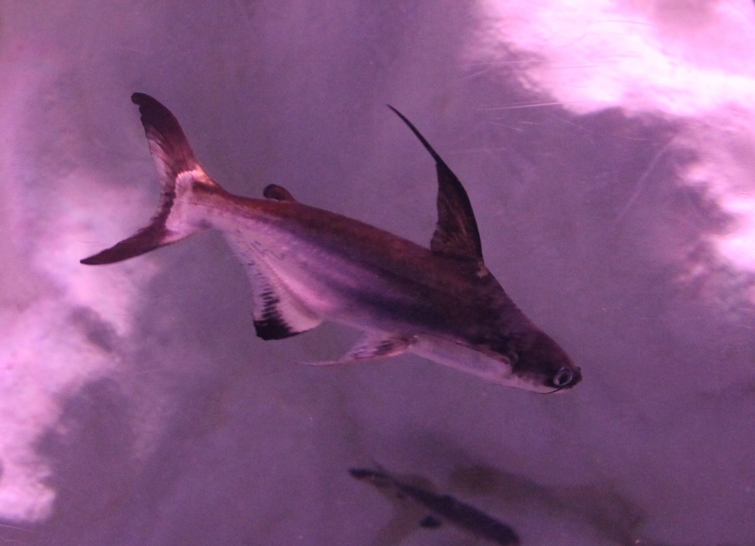 Pangasius sanitswongi