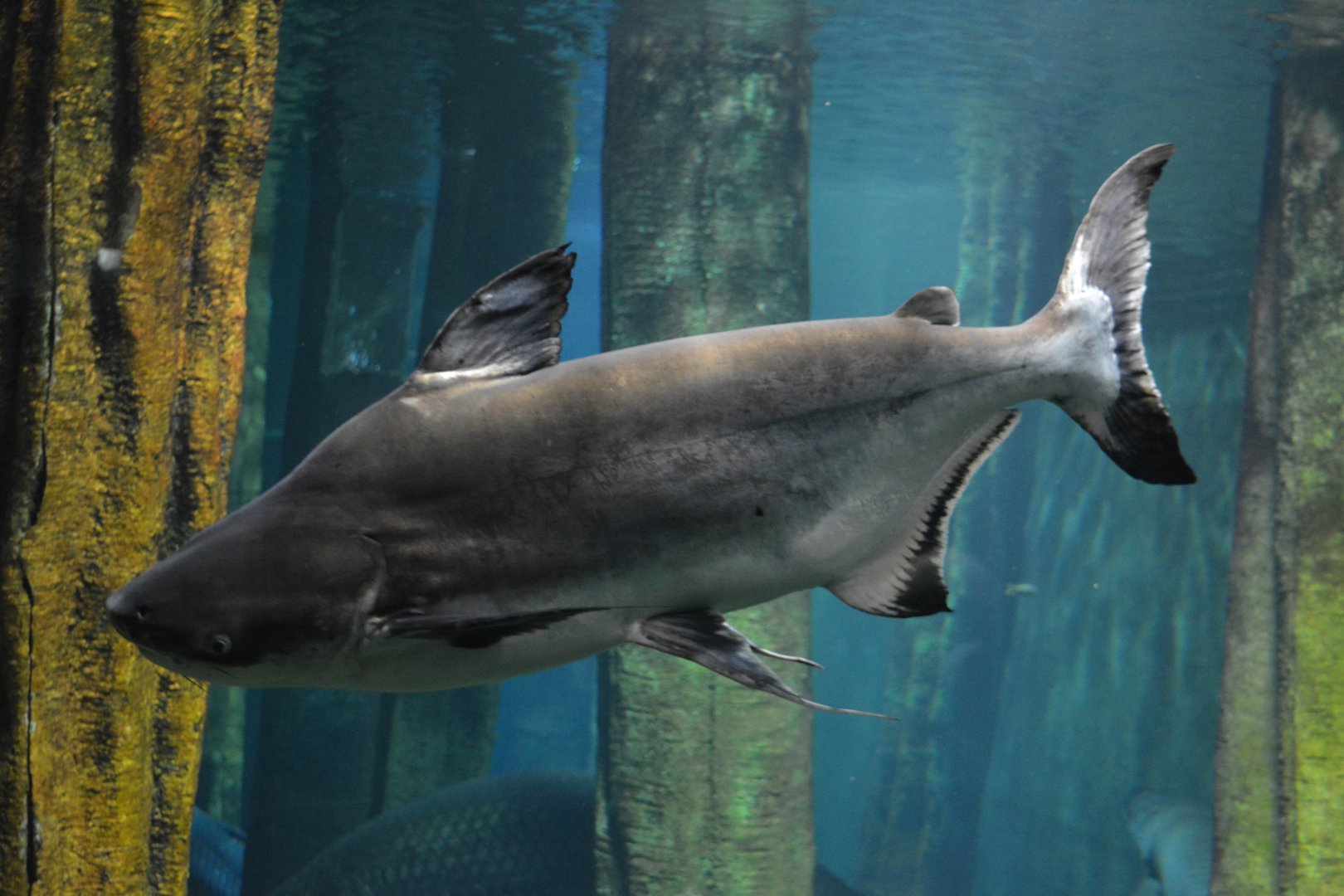 Pangasius sanitwongsei