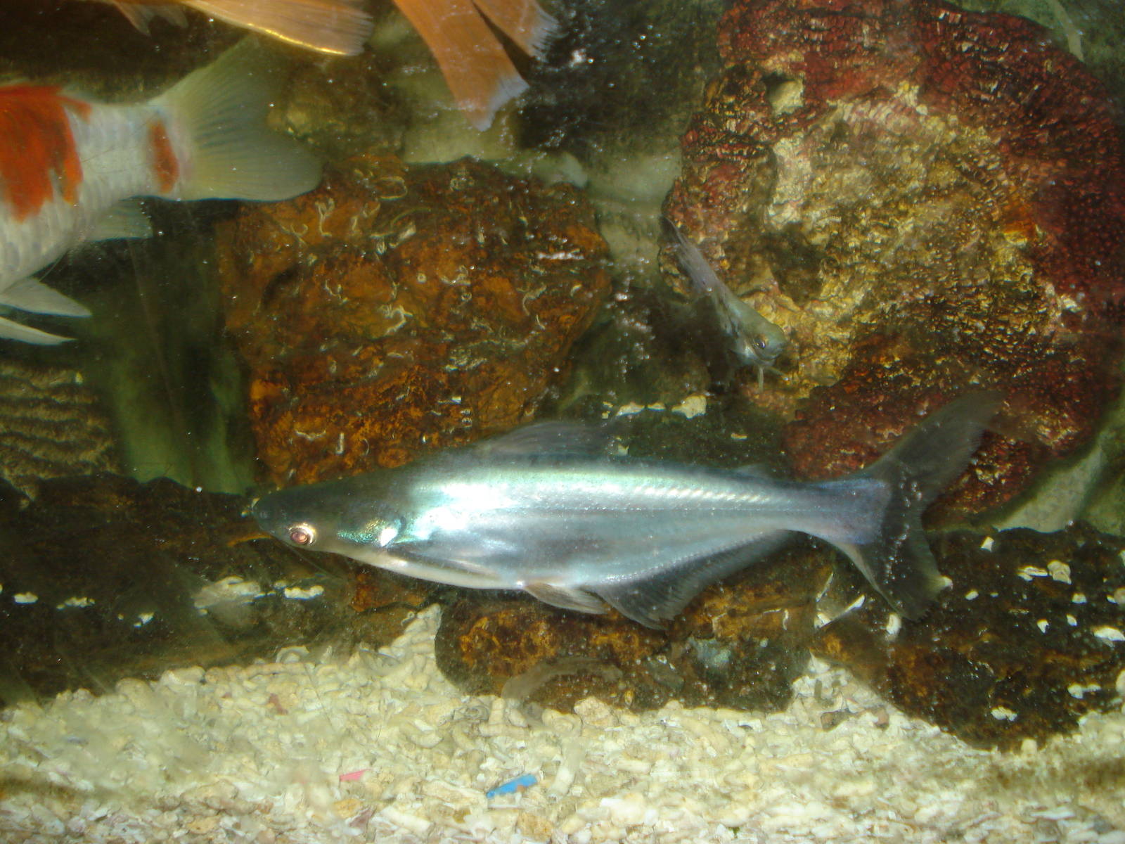 Pangasius sp. (?)