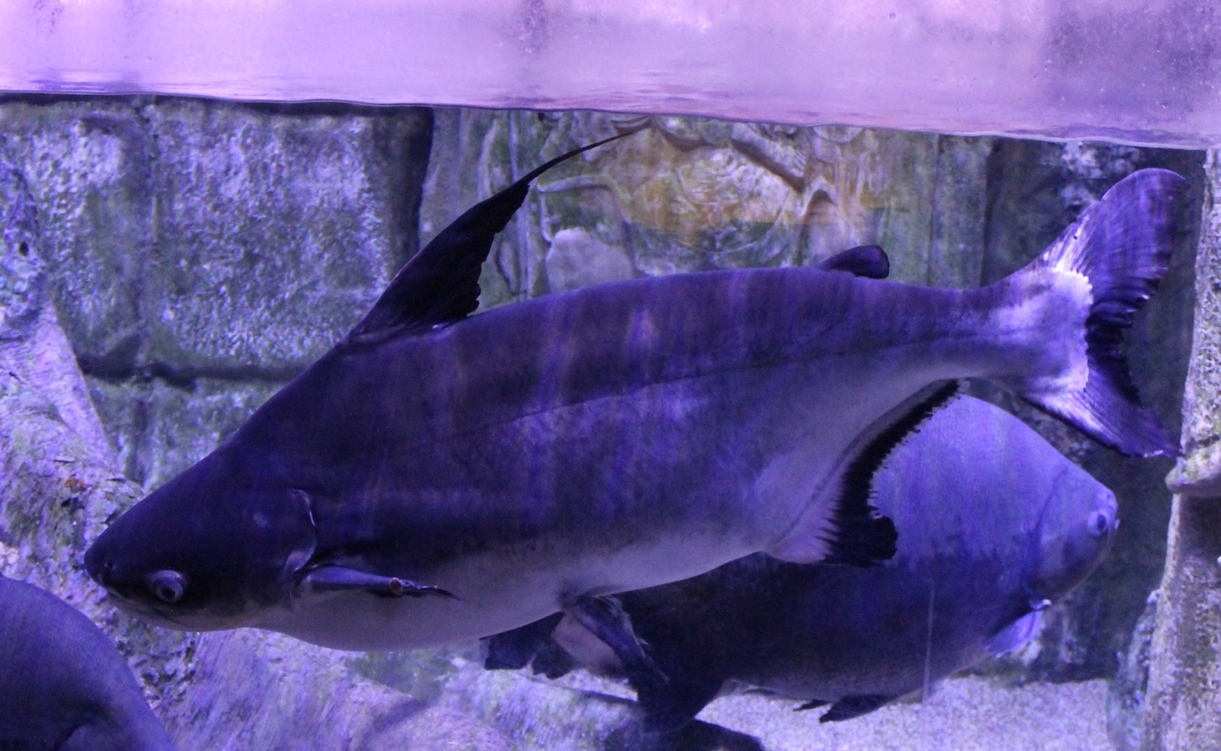 Pangasius