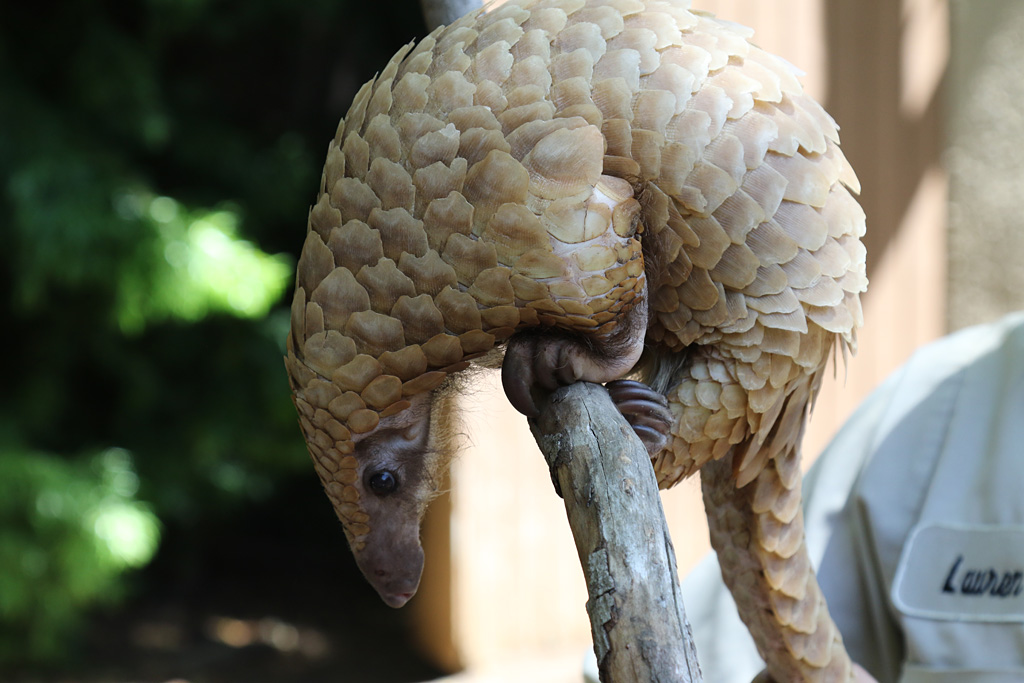 Pangolin at San Diego Zoo 23rd April 2016