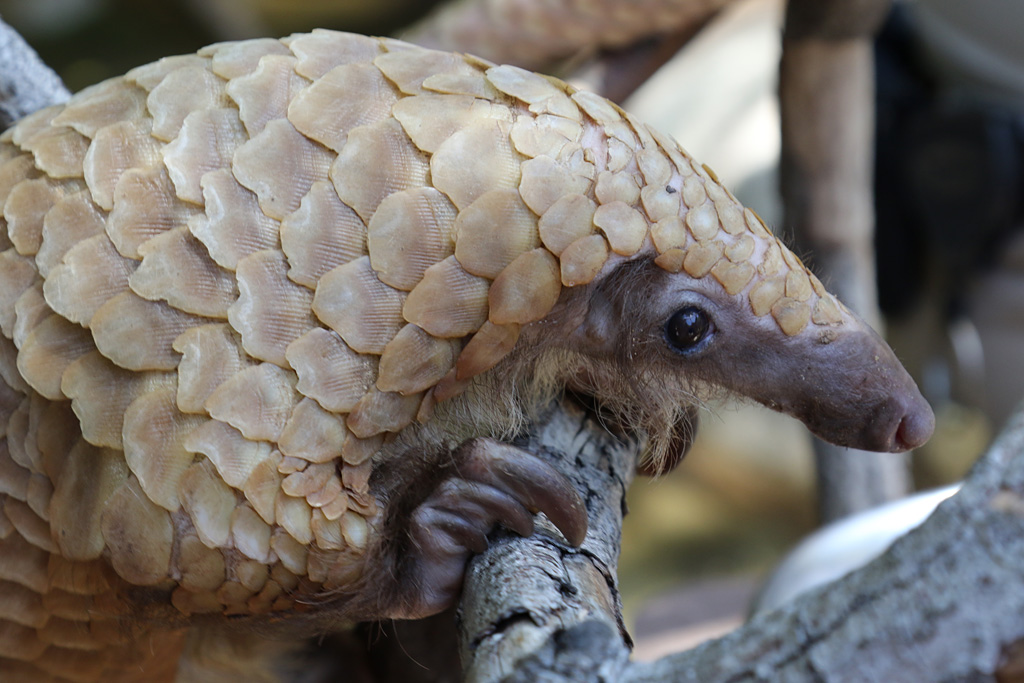 Pangolin at San Diego Zoo 23rd April 2016