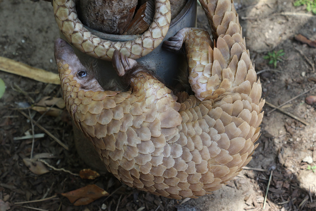 Pangolin at San Diego Zoo 23rd April 2016