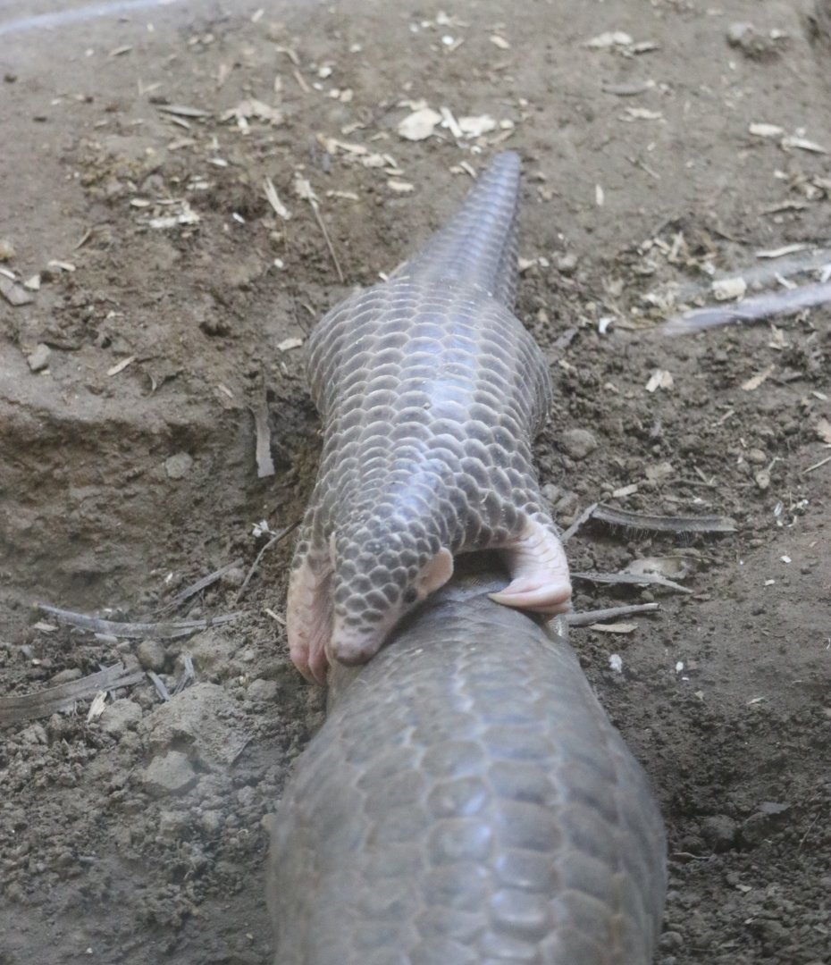 Pangolin Baby Riding Mother's Tail