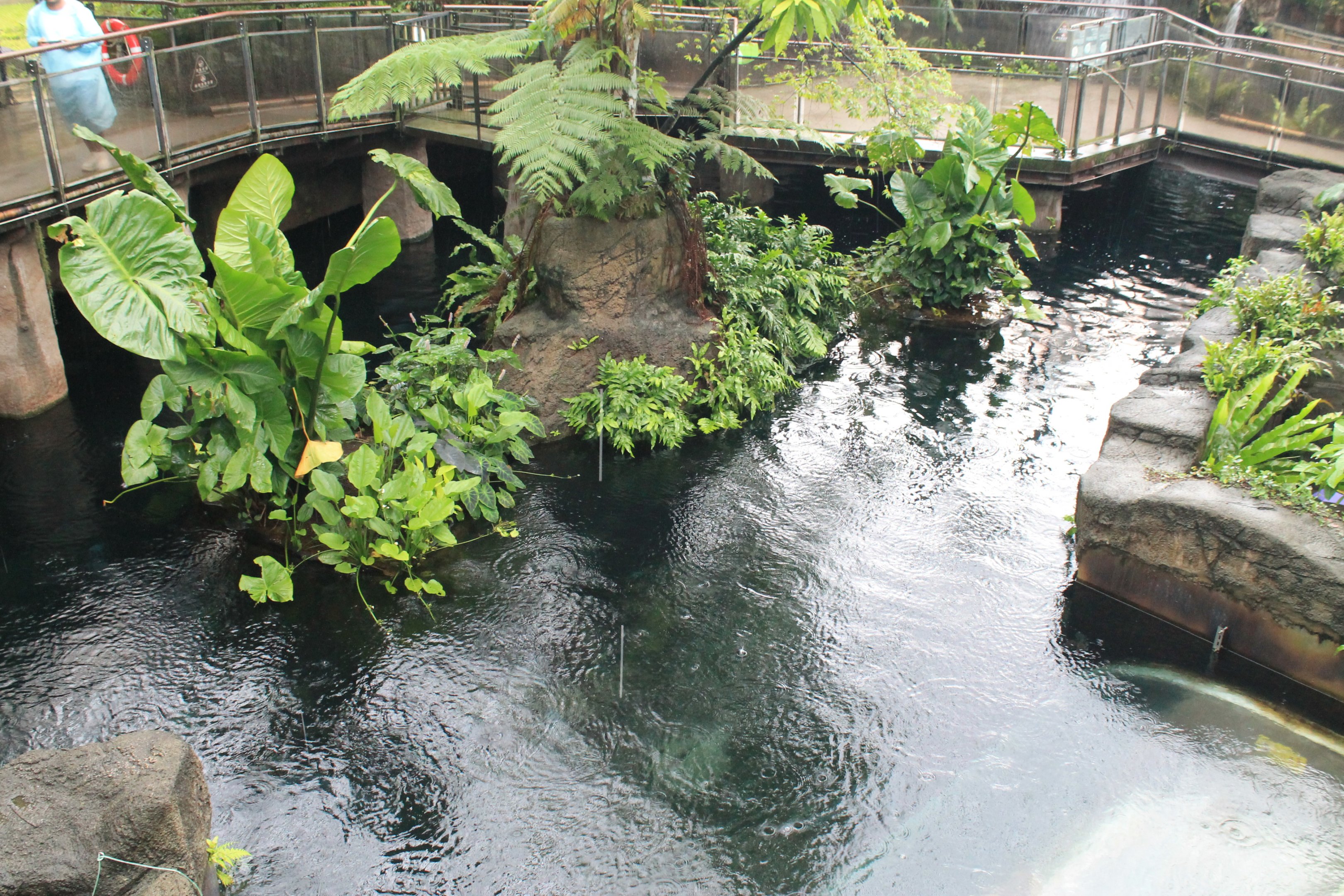 Pangolin Dome tropical pool