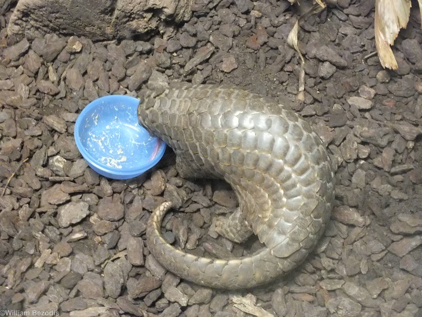 Pangolin Eating