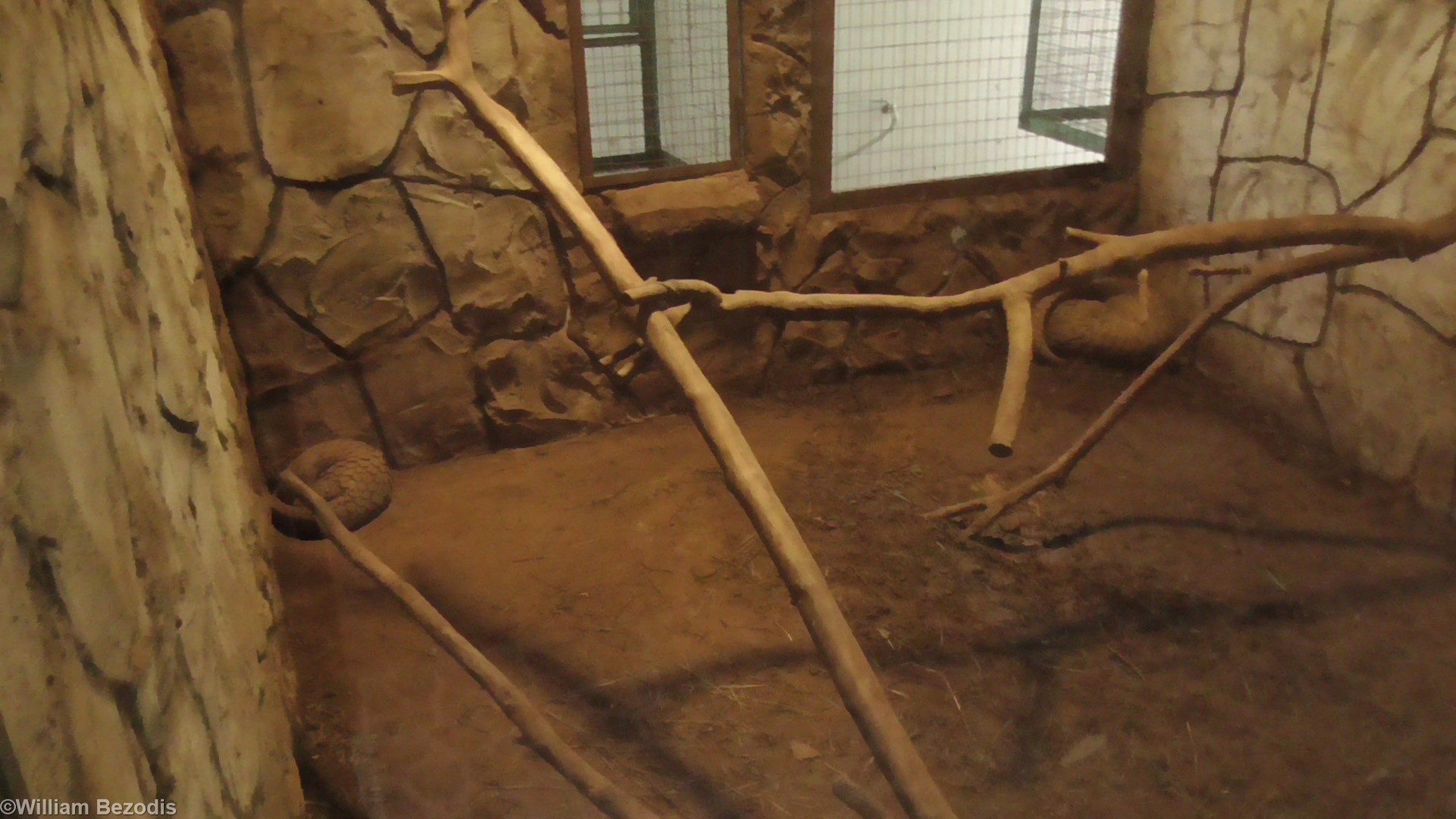 Pangolin Enclosure