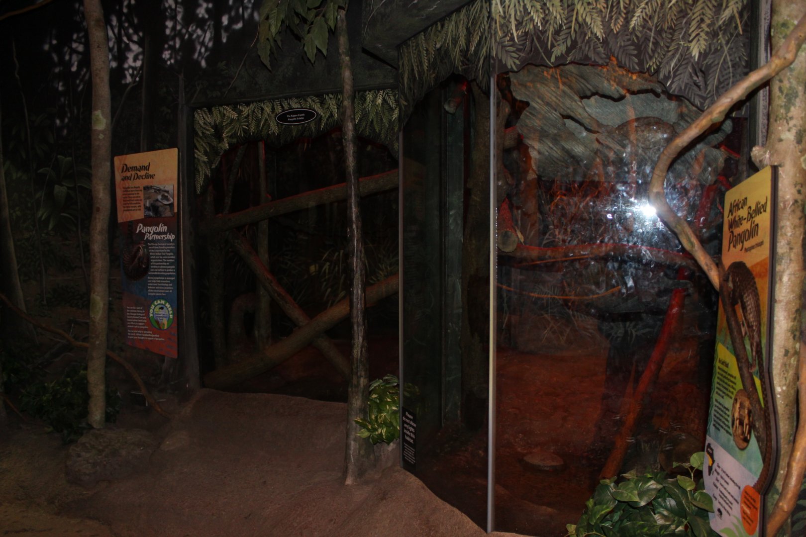 Pangolin Exhibit Expansion - Habitat Africa : The Forest