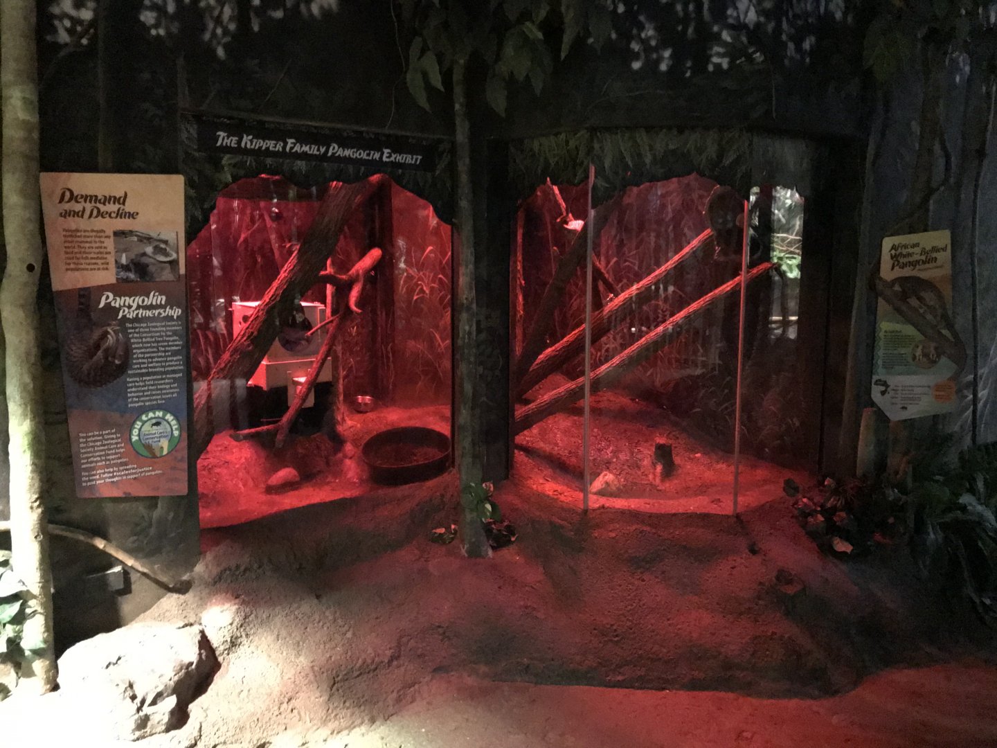 Pangolin Exhibit - Habitat Africa! The Forest