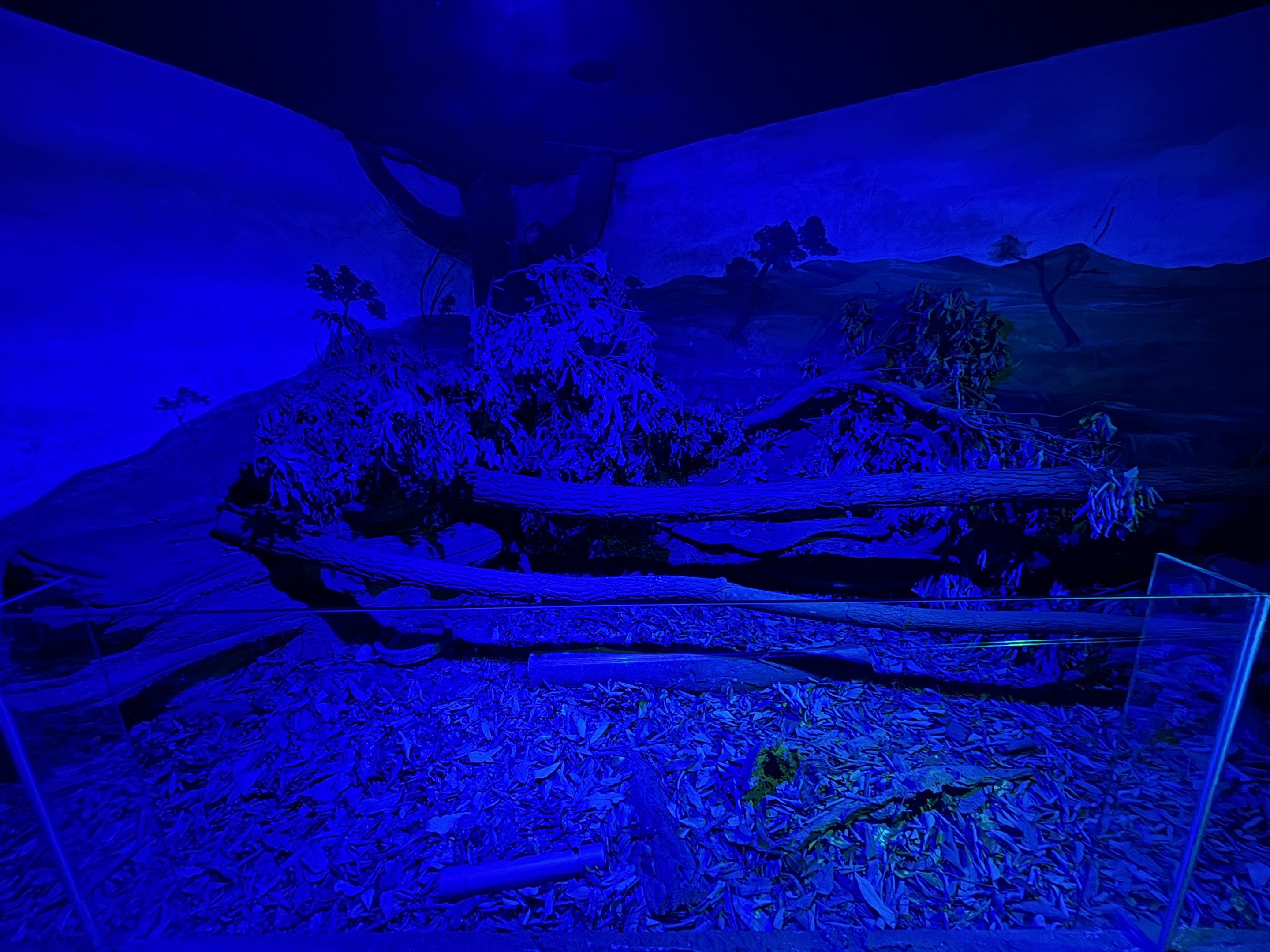 Pangolin Exhibit (open-topped)