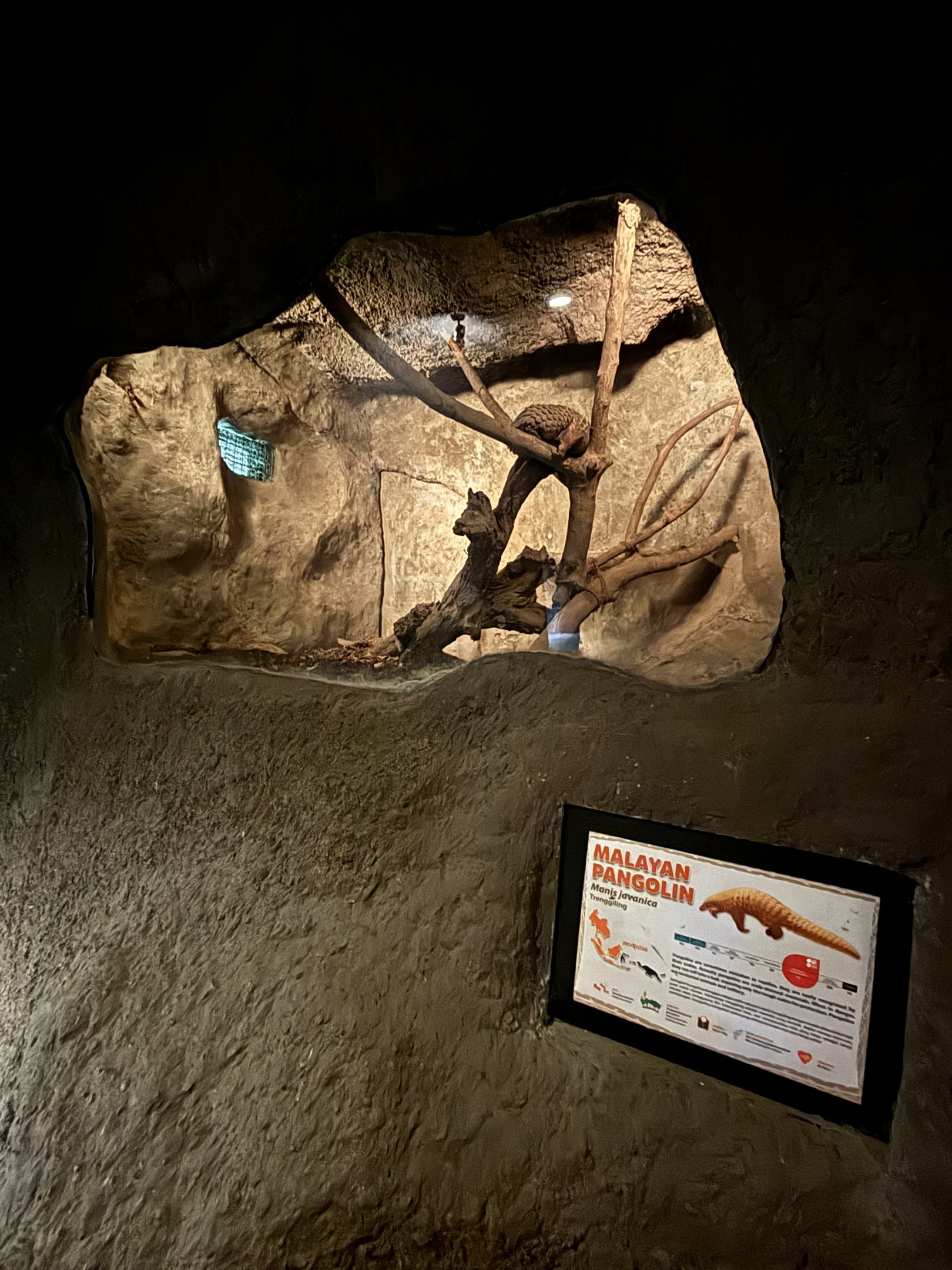 Pangolin Exhibit