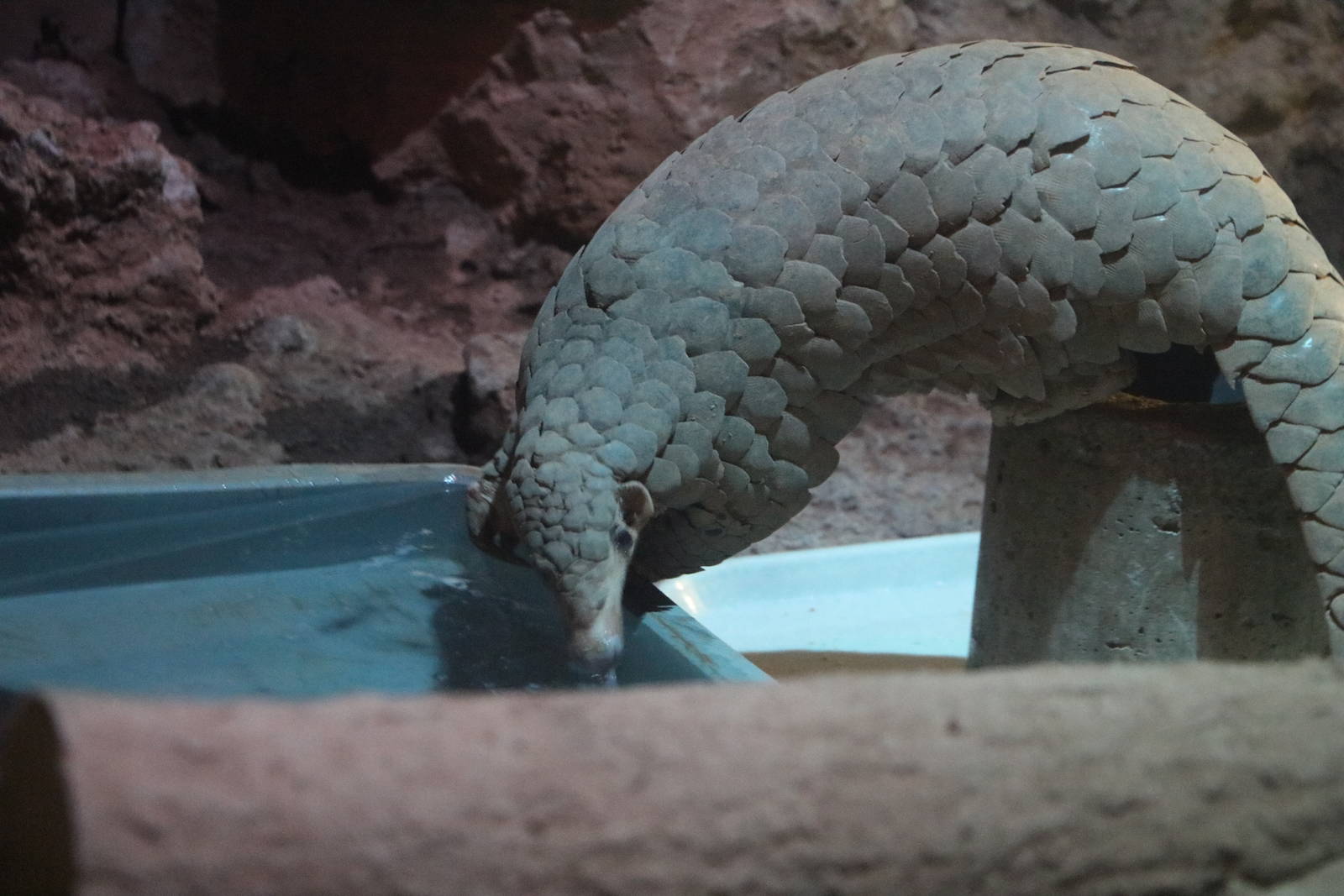 Pangolin, February 2016
