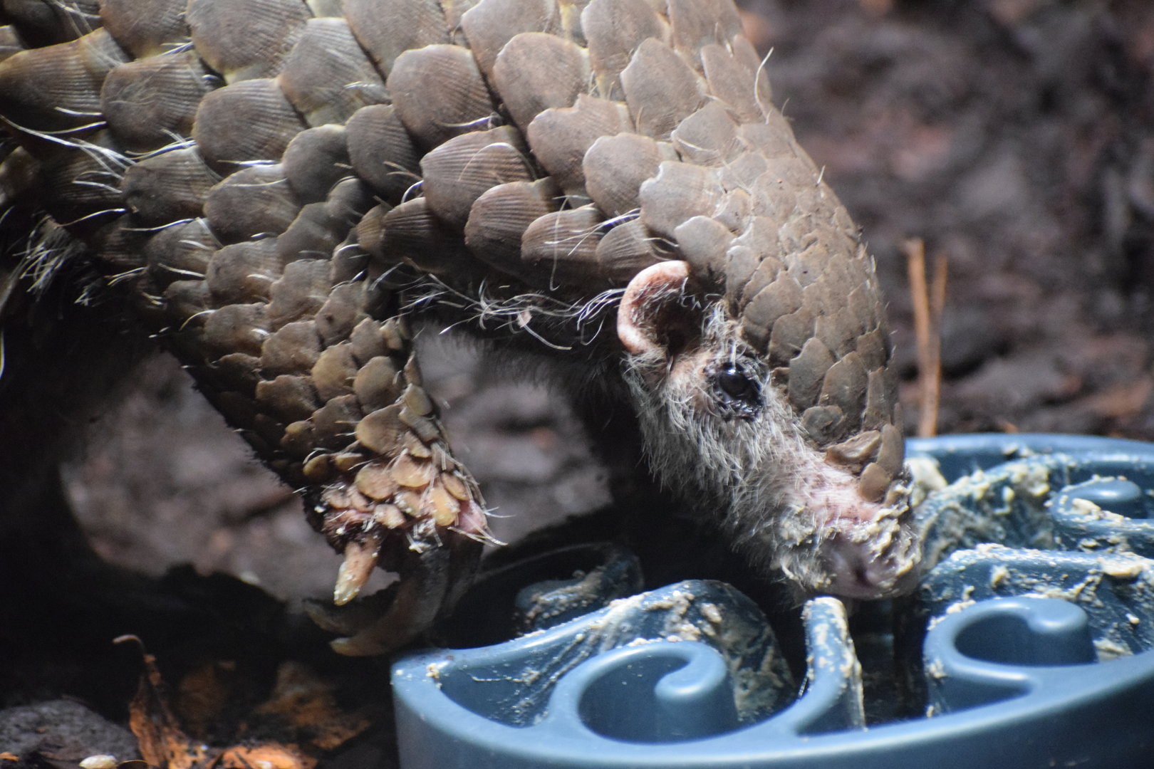 Pangolin feeding
