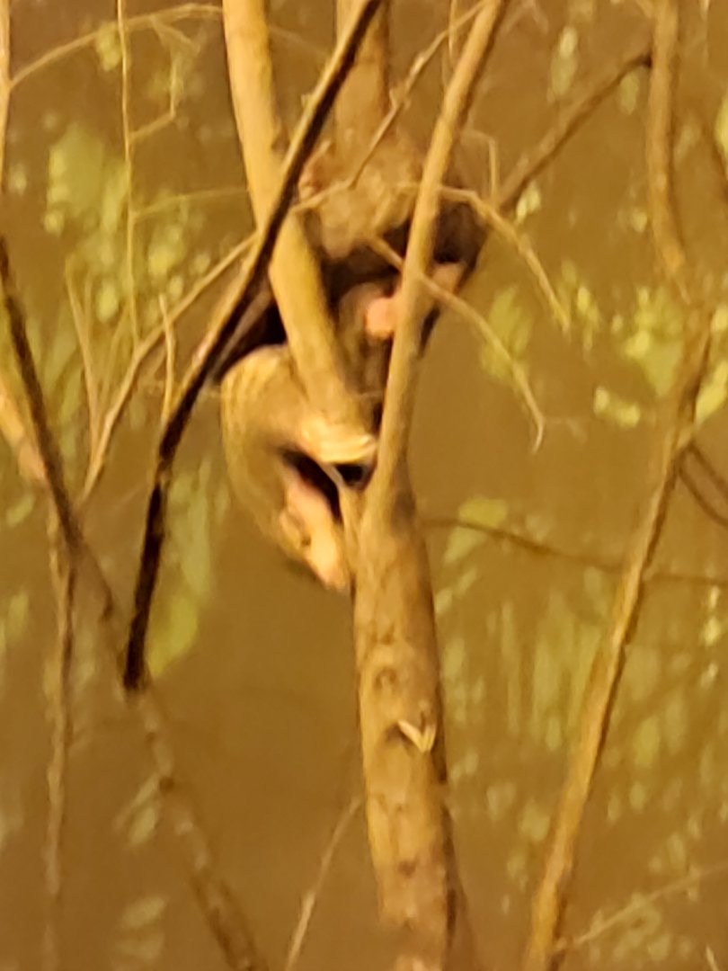 Pangolin female " Run Hou Tang "