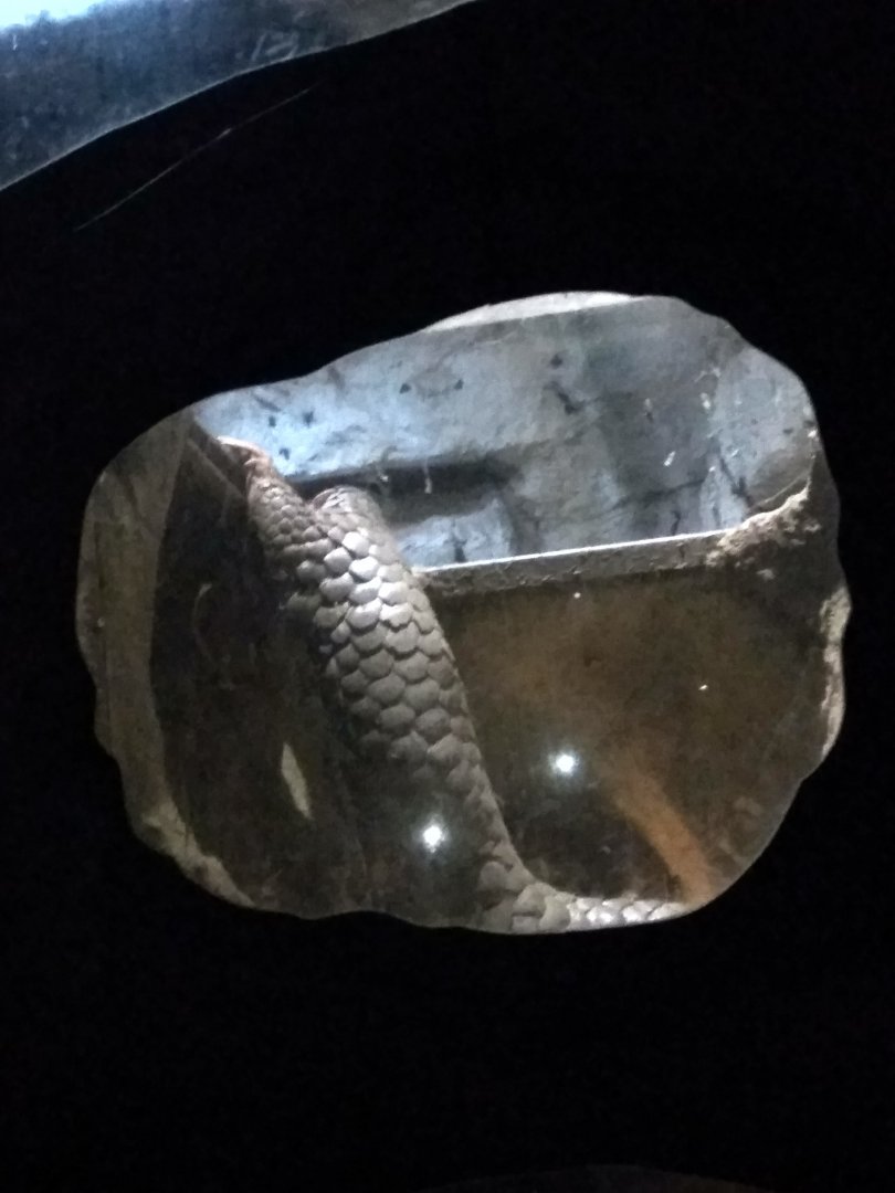 Pangolin going out of his den