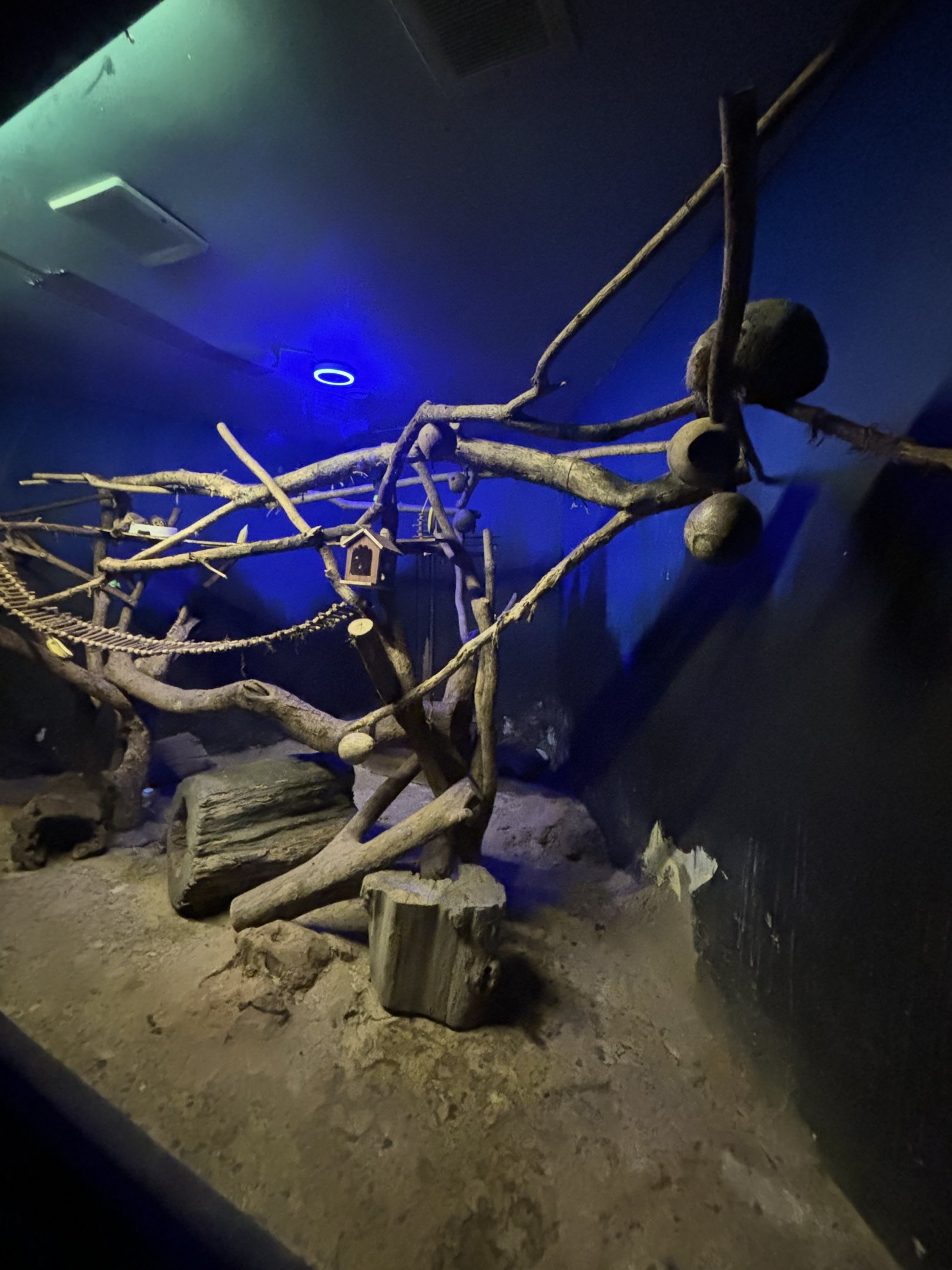 Pangolin + Hedgehog Exhibit