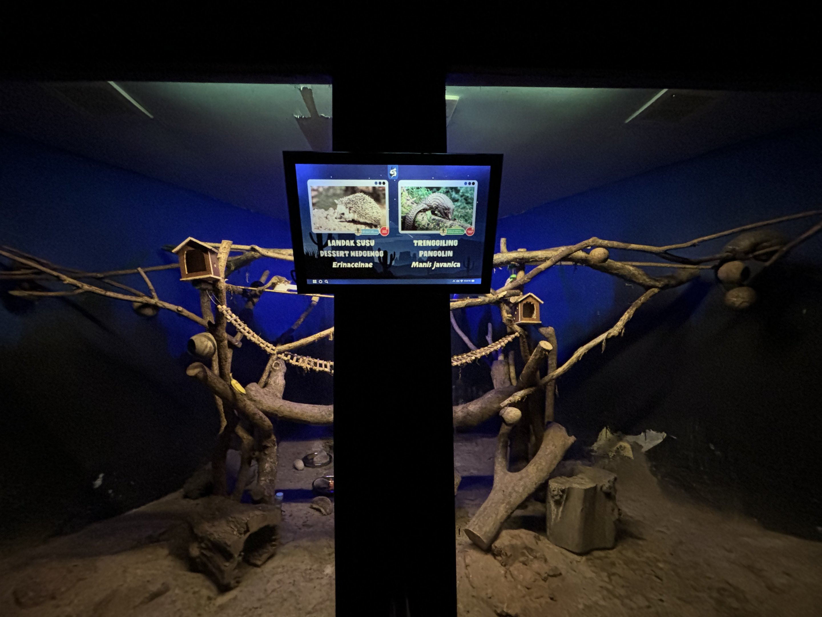 Pangolin/Hedgehog/Sugar Glider Exhibit
