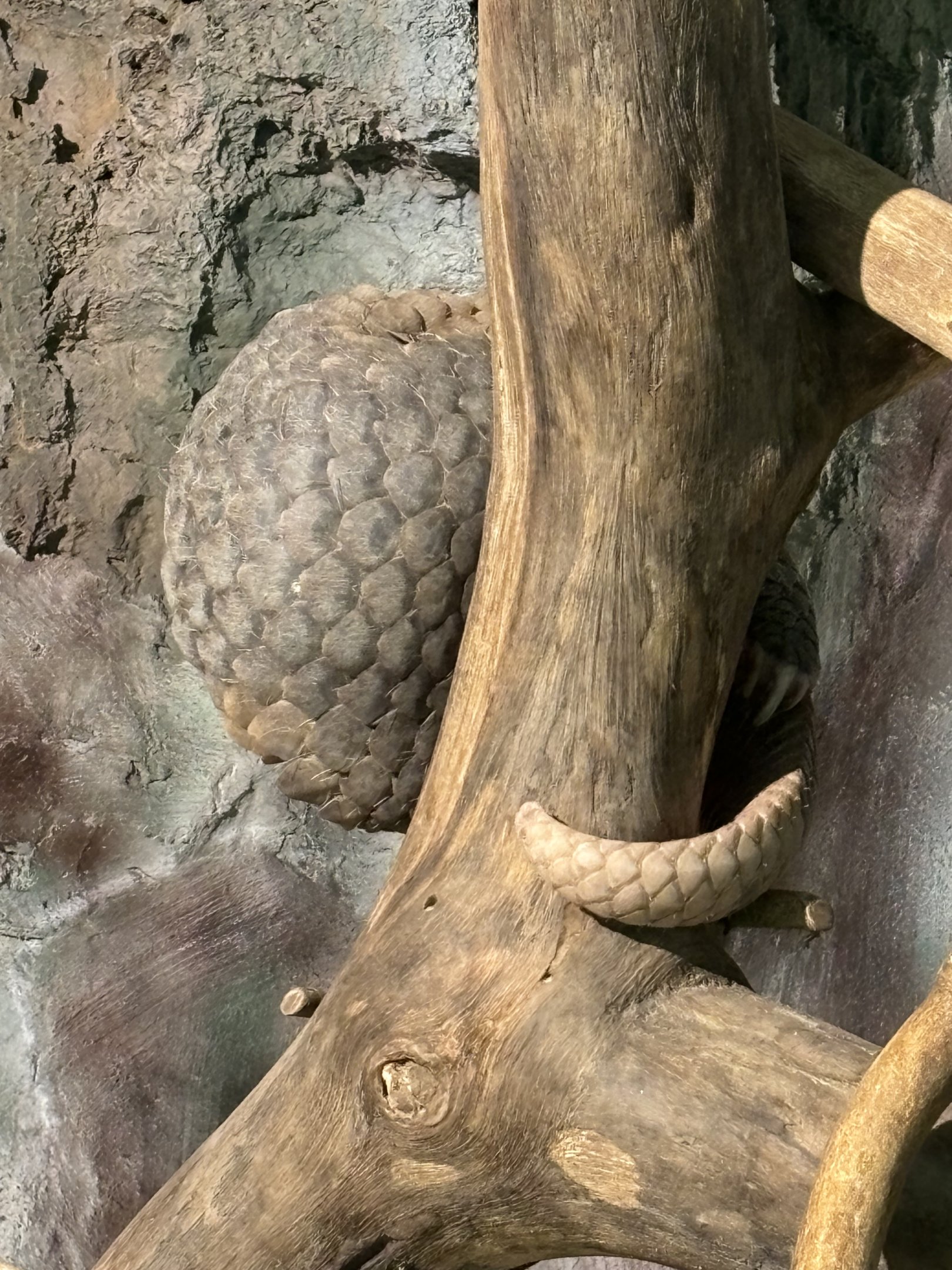 Pangolin - Lost World of Tambun