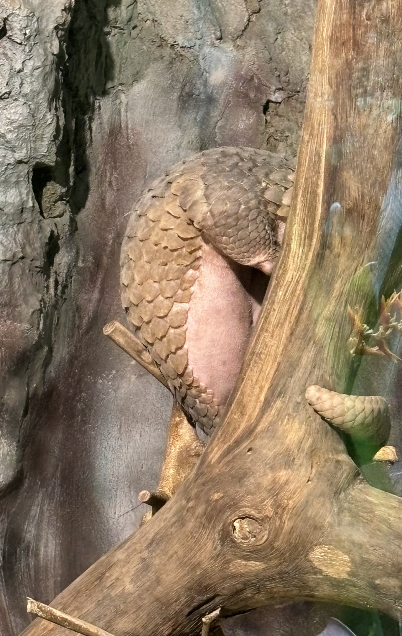 Pangolin - Lost World of Tambun