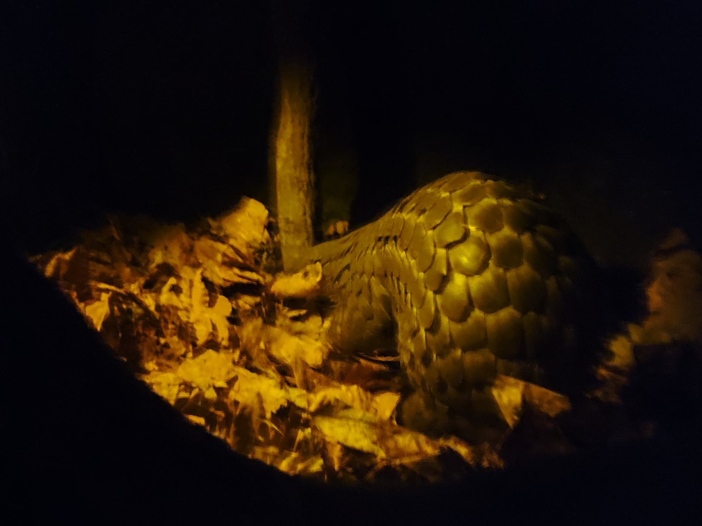 Pangolin male " Guo Bao "