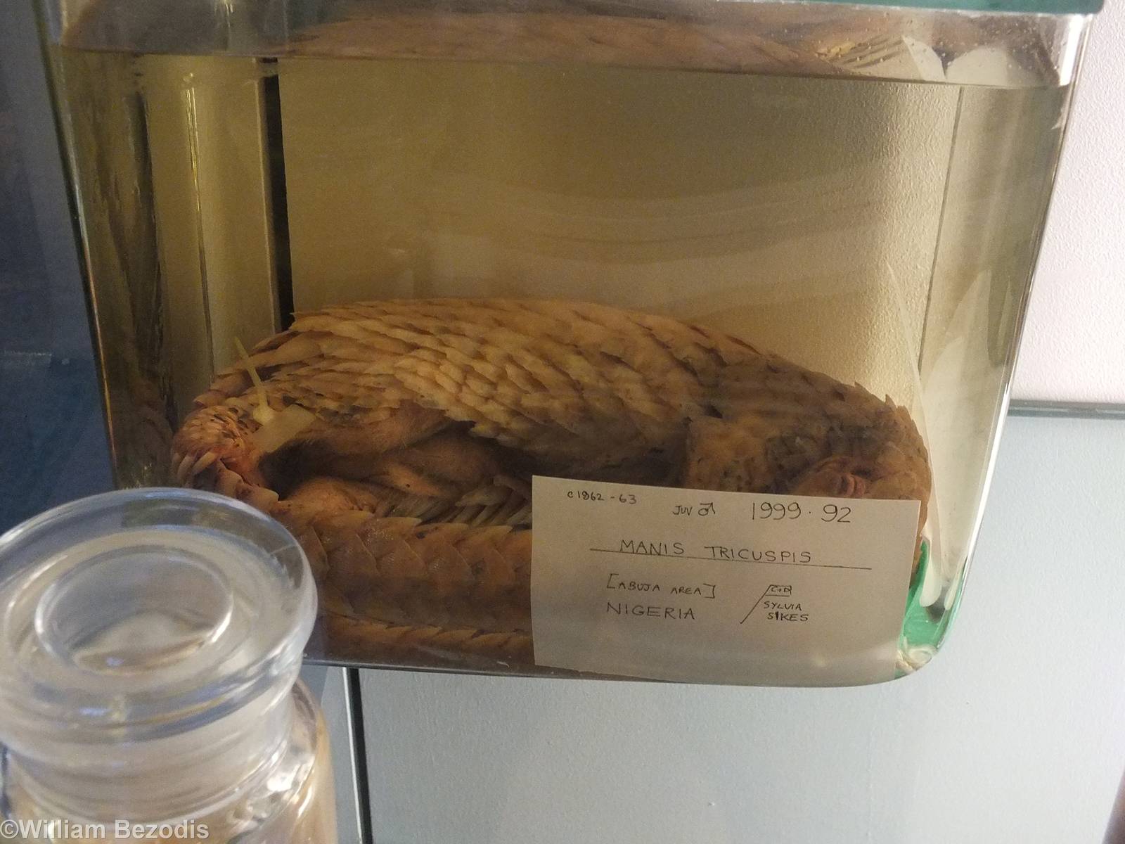 Pangolin - NHM London