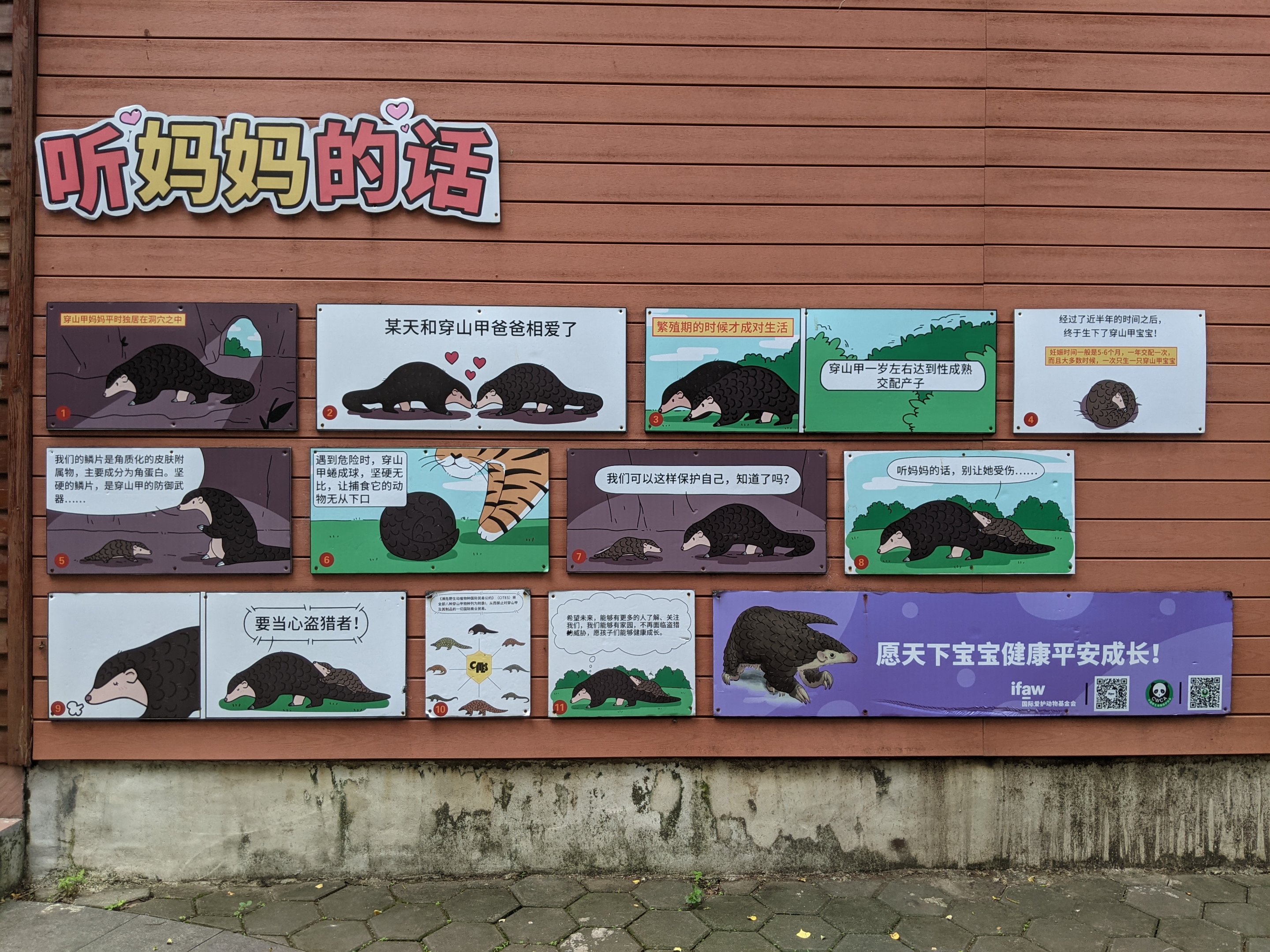 Pangolin story boards