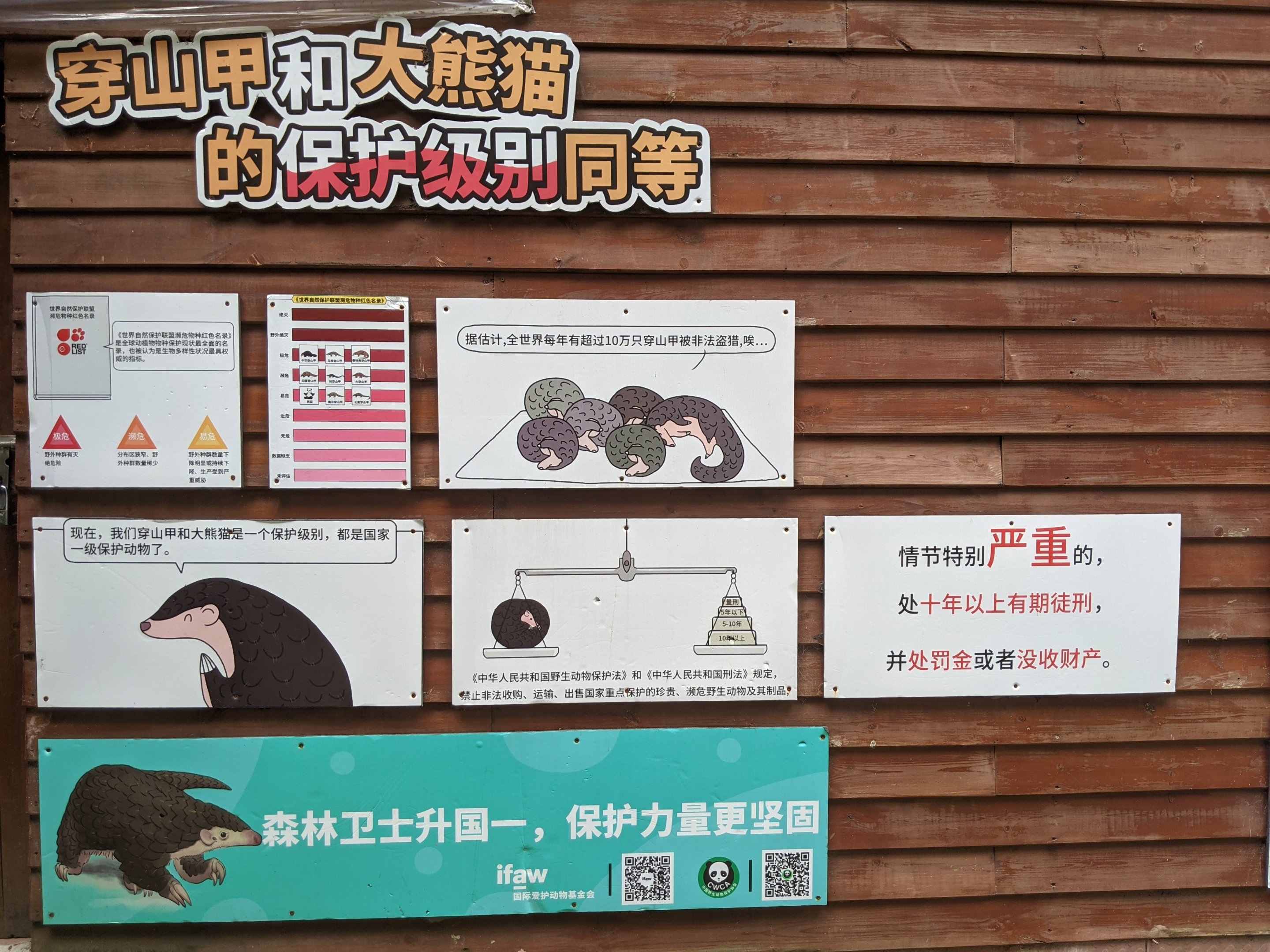 Pangolin story boards