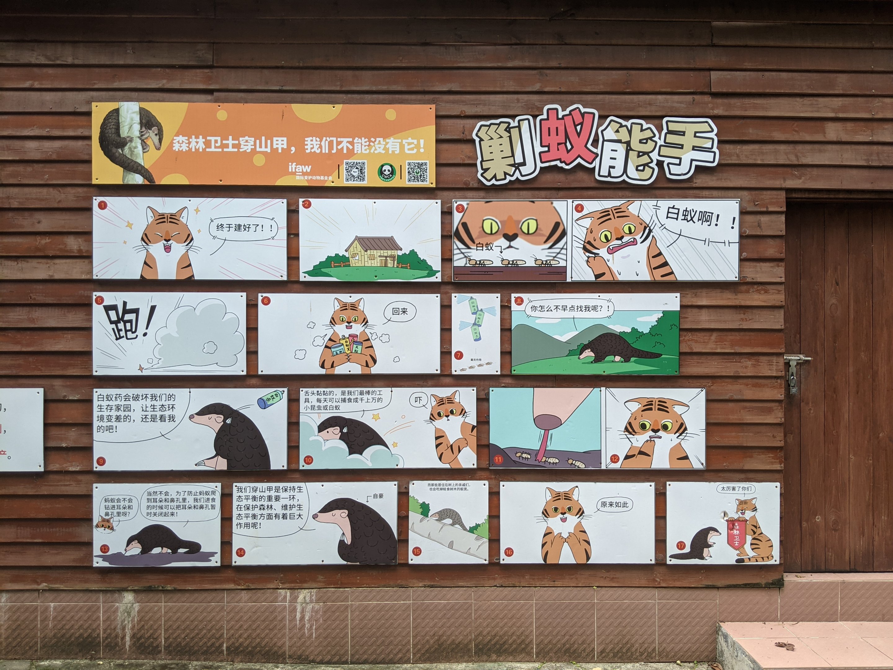 Pangolin story boards