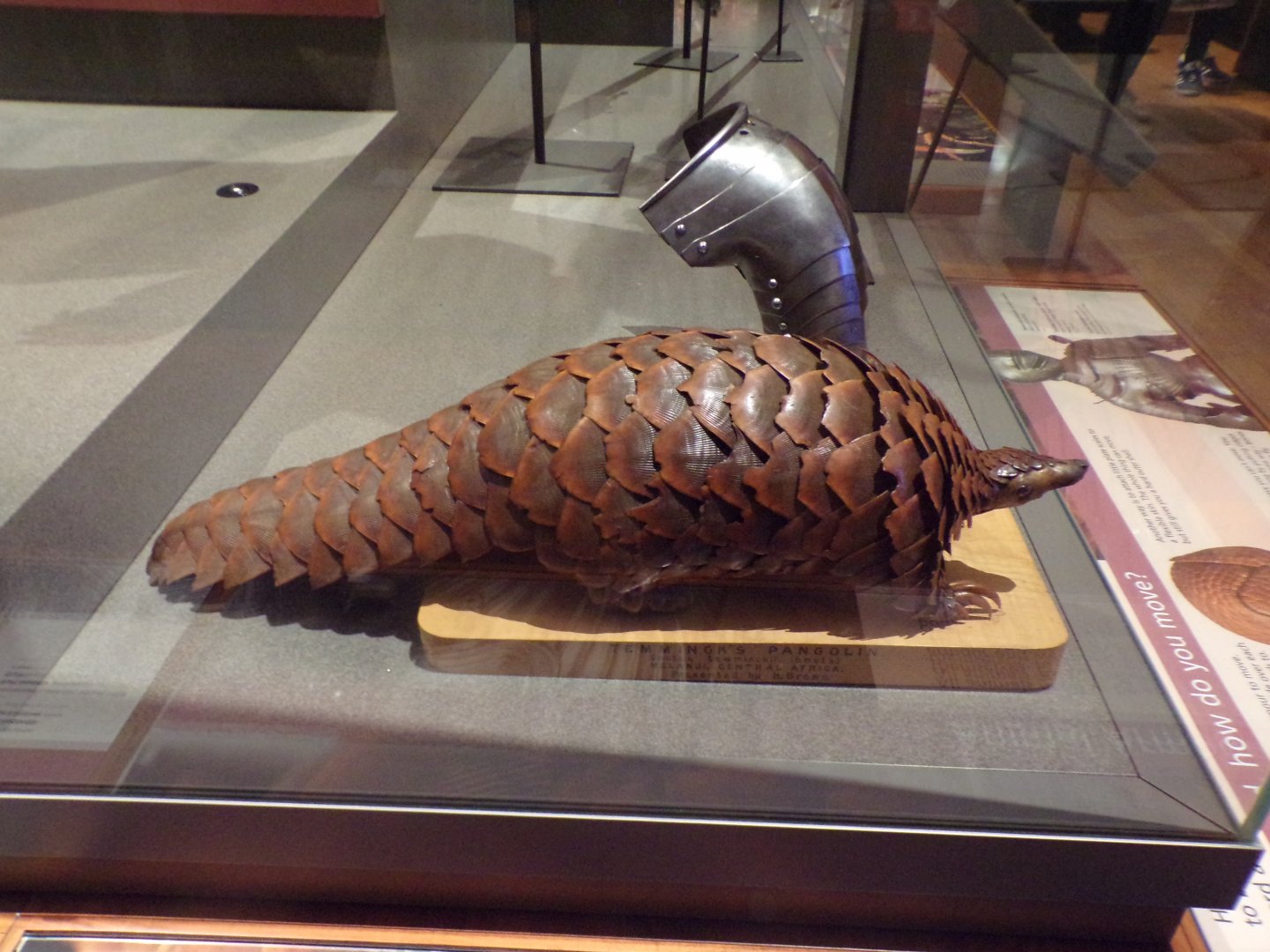 Pangolin (taken in Kelvingrove museum) 12.2.24