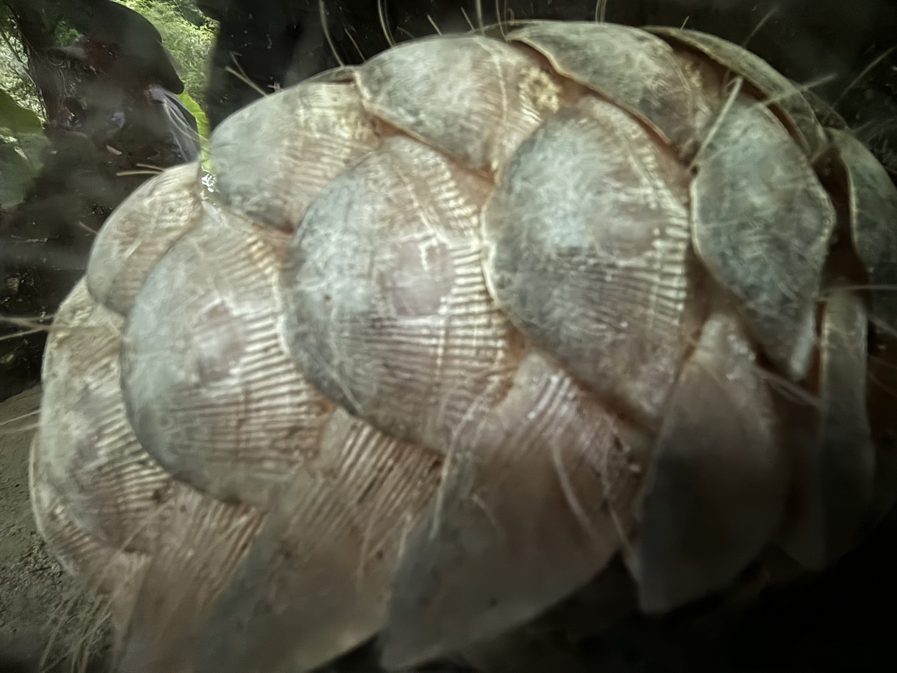 Pangolin (up close!) - Lost World of Tambun