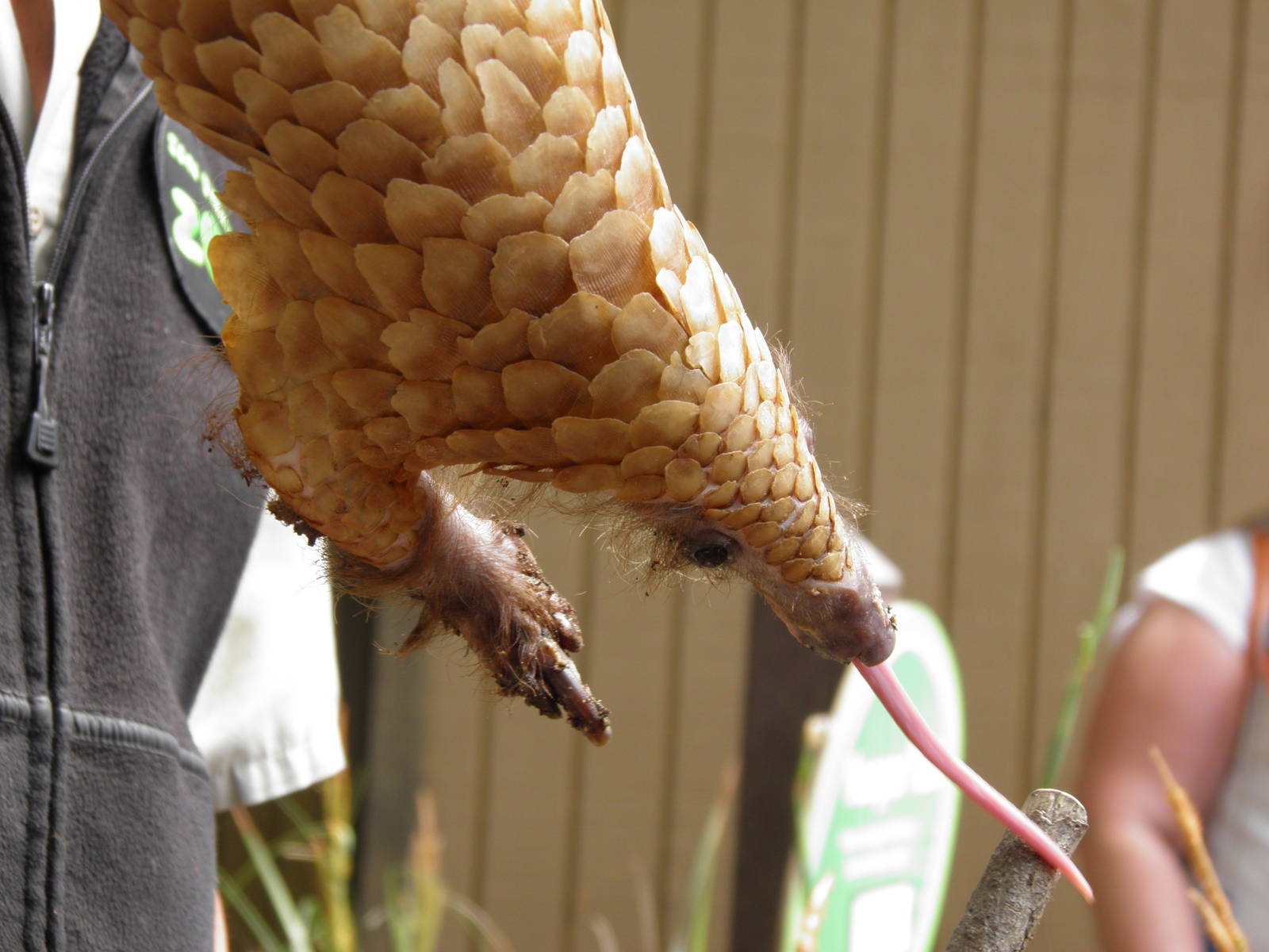 Pangolin