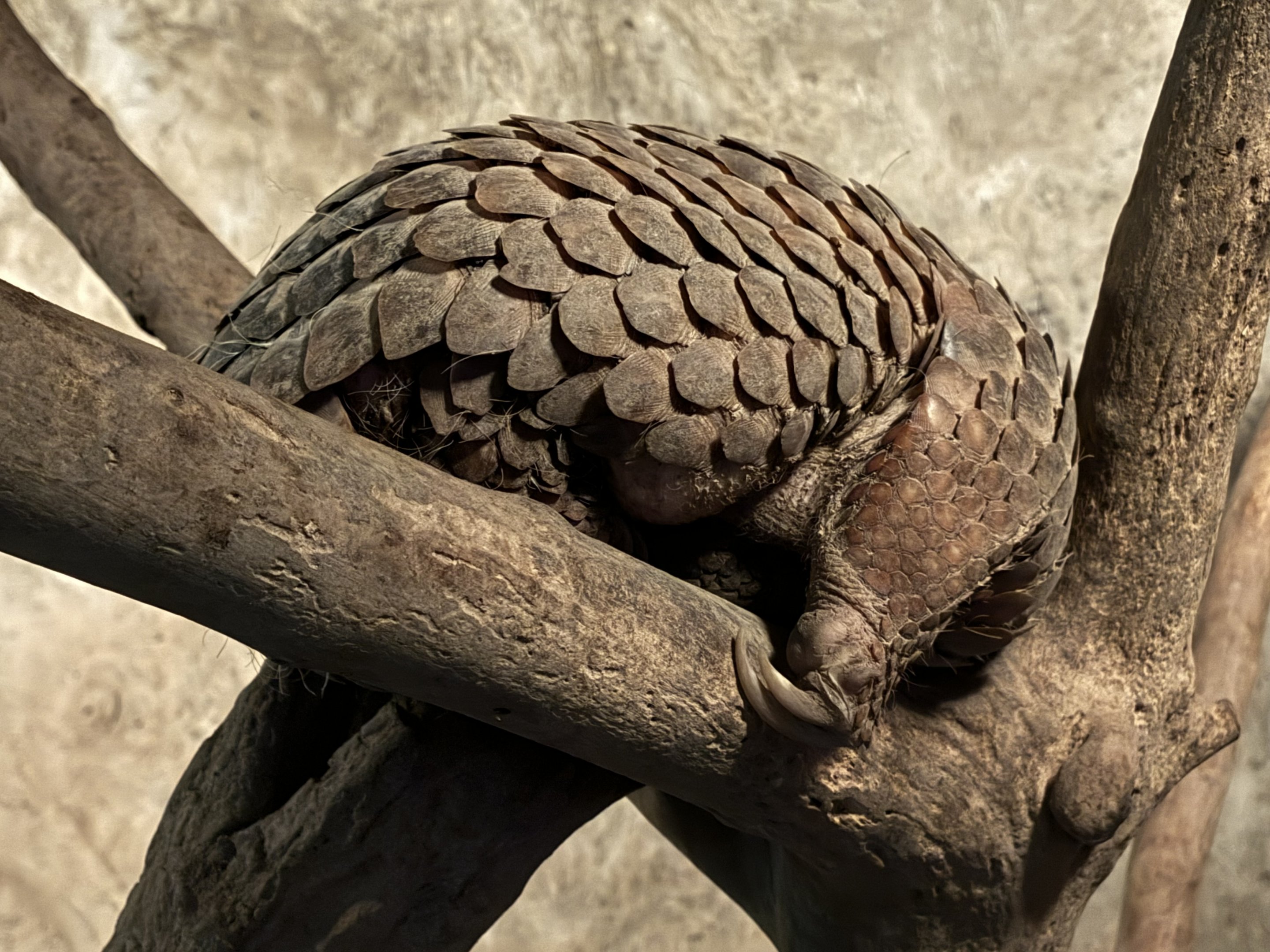 Pangolin