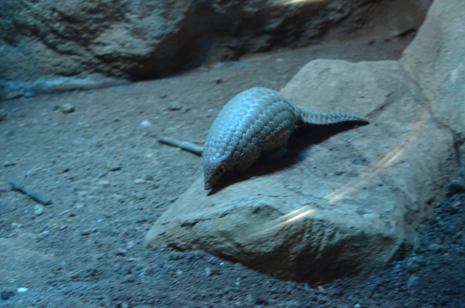 pangolins in Taipei zoo