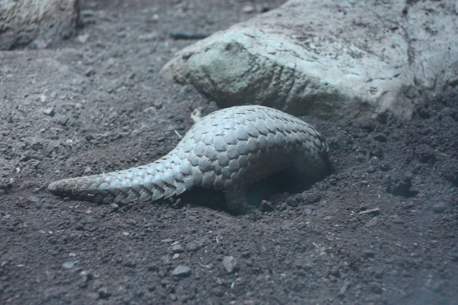 pangolins in Taipei zoo