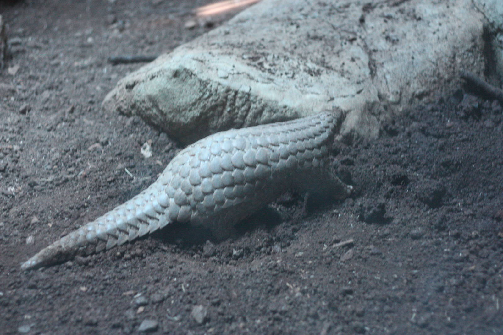 pangolins in Taipei zoo