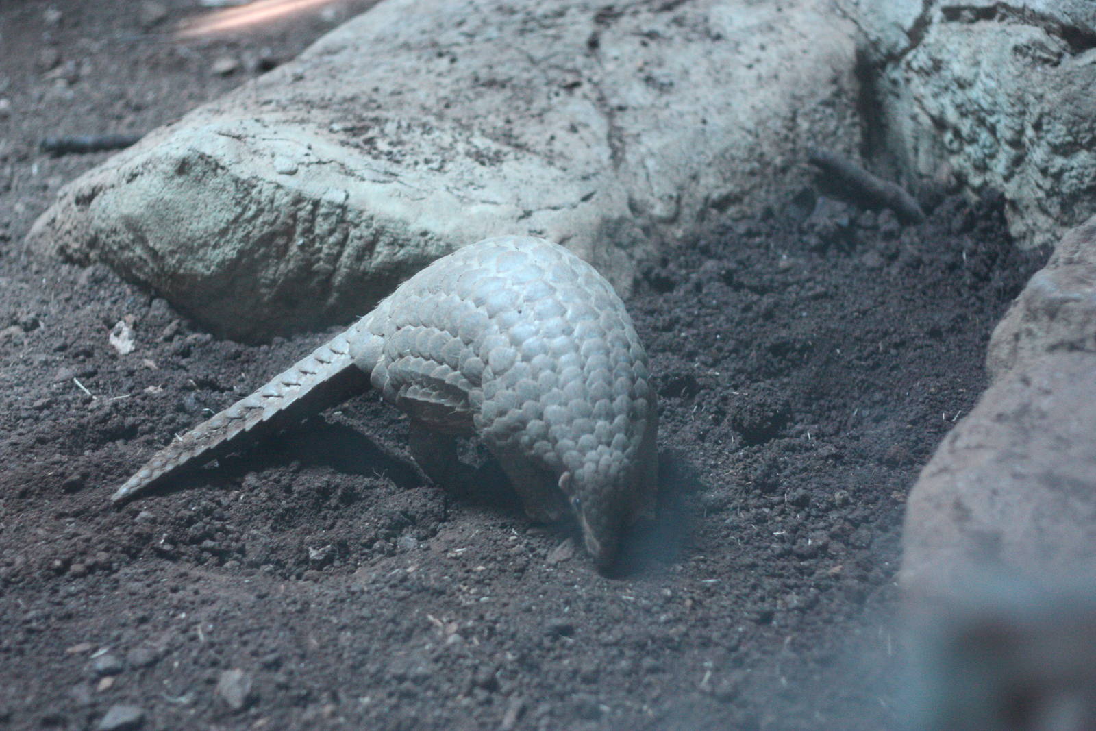 pangolins in Taipei zoo