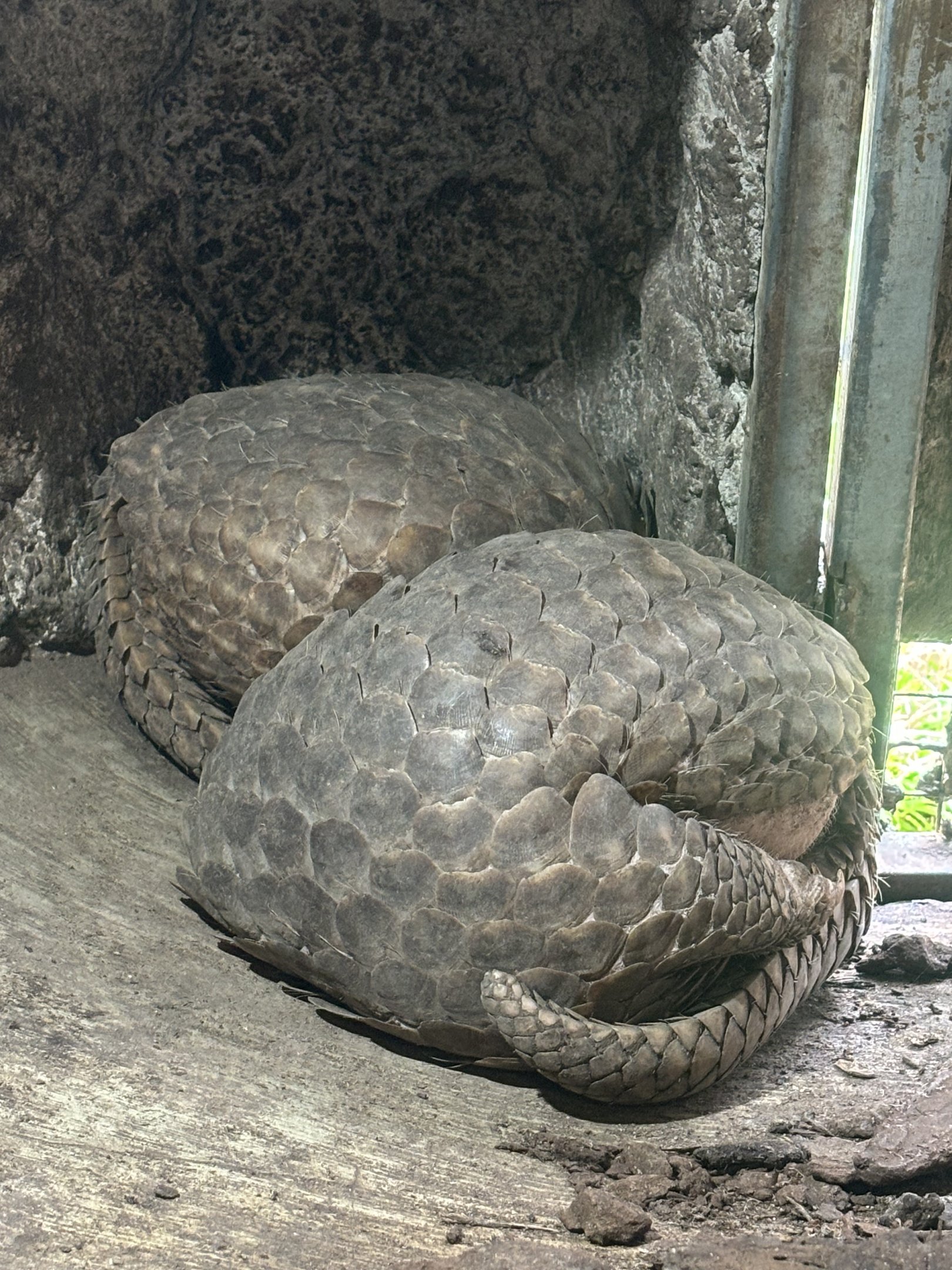 Pangolins