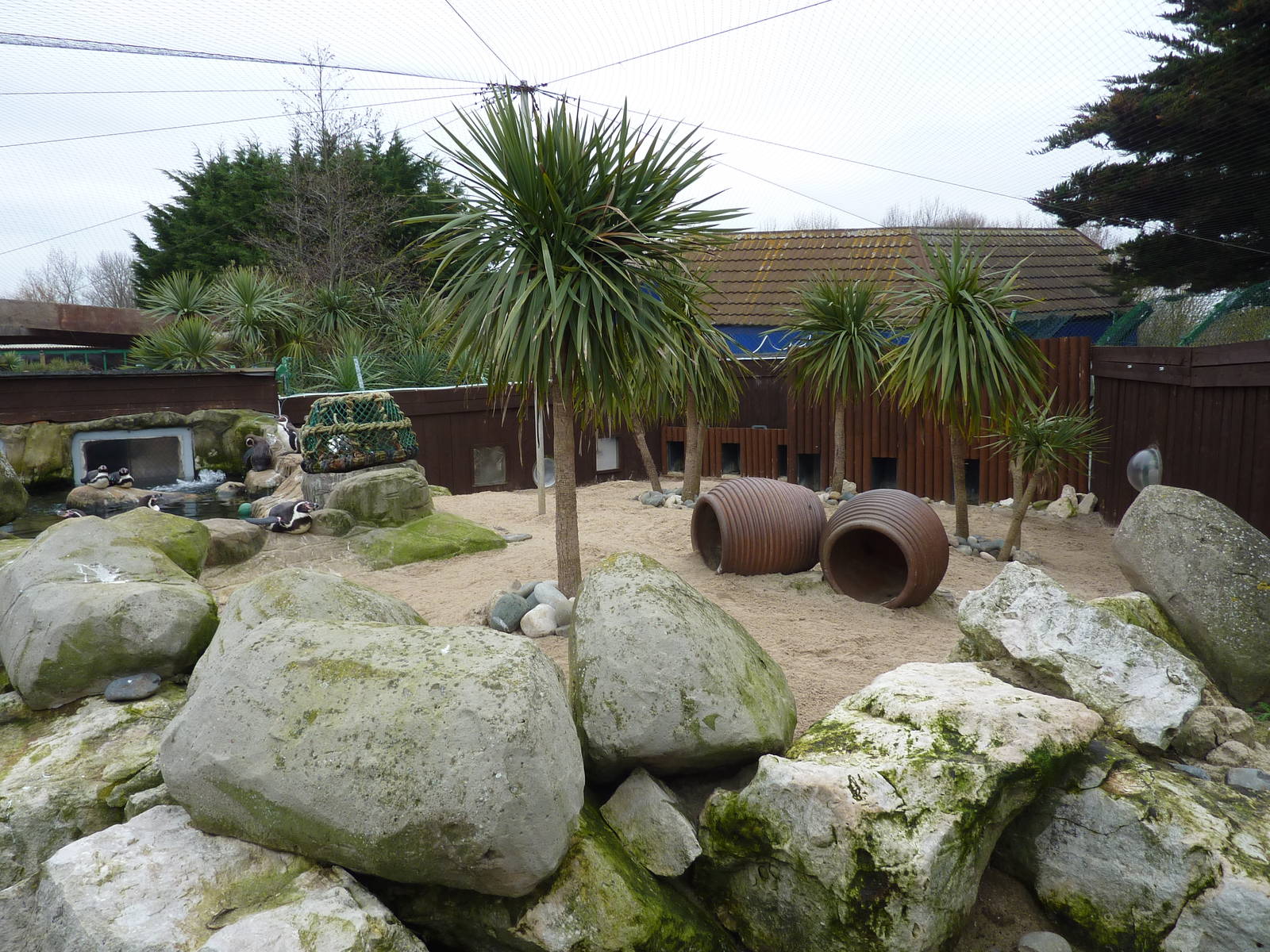 Panguin enclosure, 8th Feb 2012