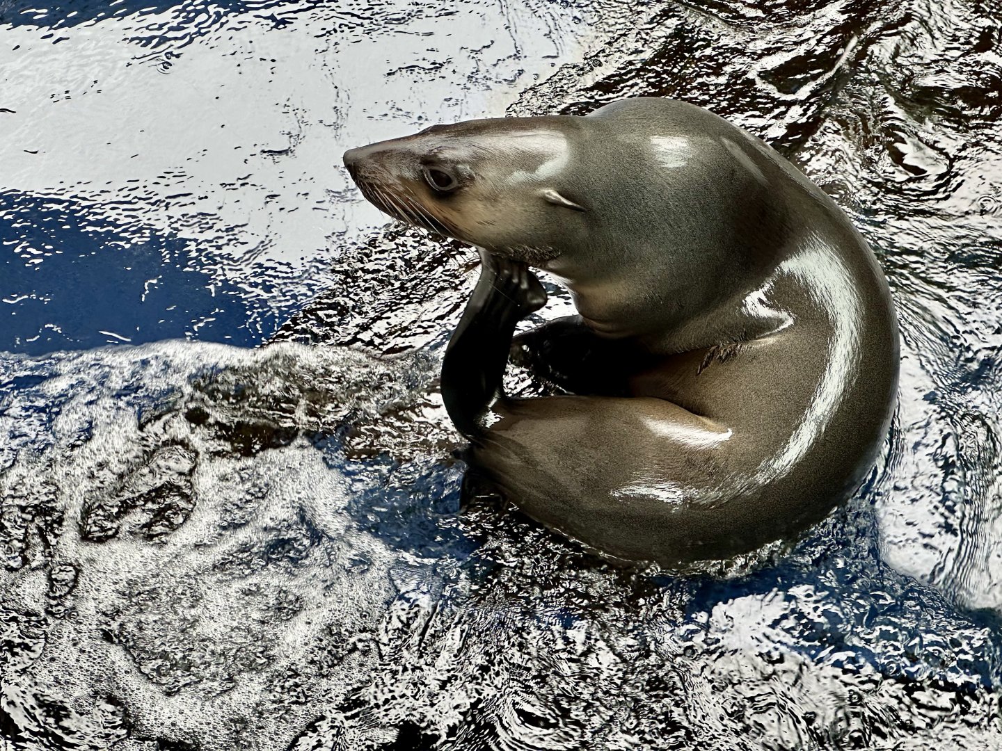 Pania (New Zealand fur seal)